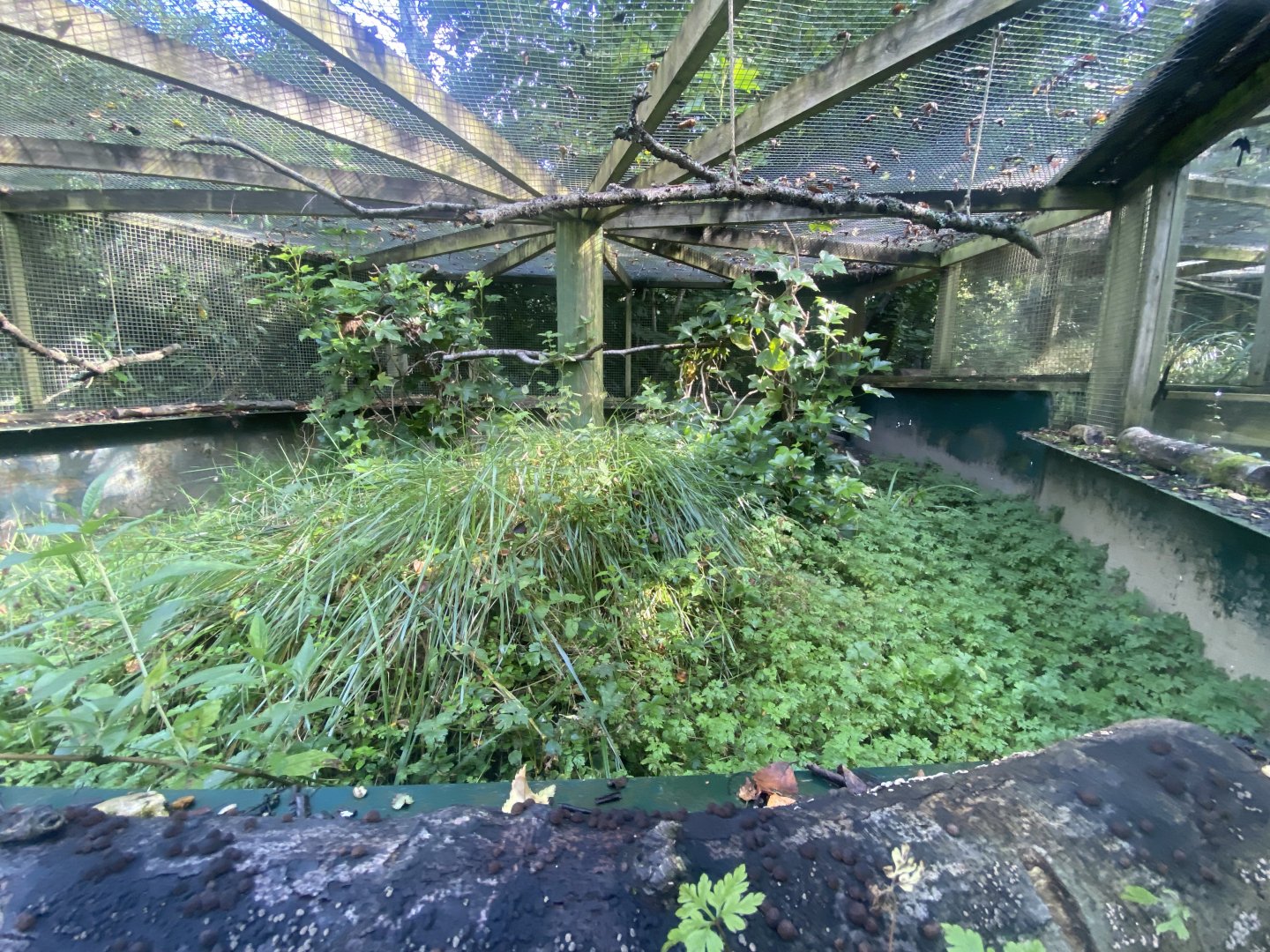 Burrowing owl exhibit 130924