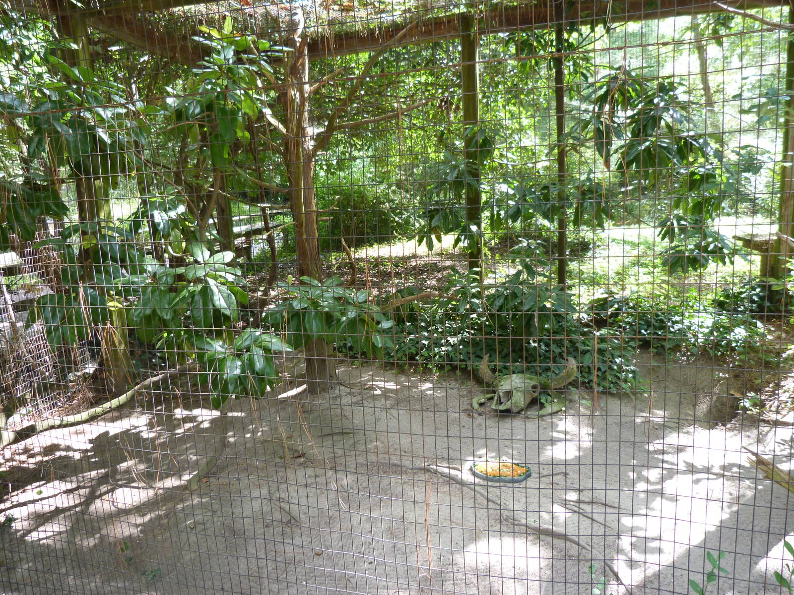 Burrowing Owl Exhibit - 9/7/13