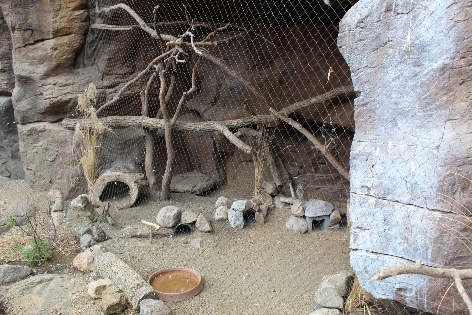 Burrowing Owl Exhibit - Desert Dome