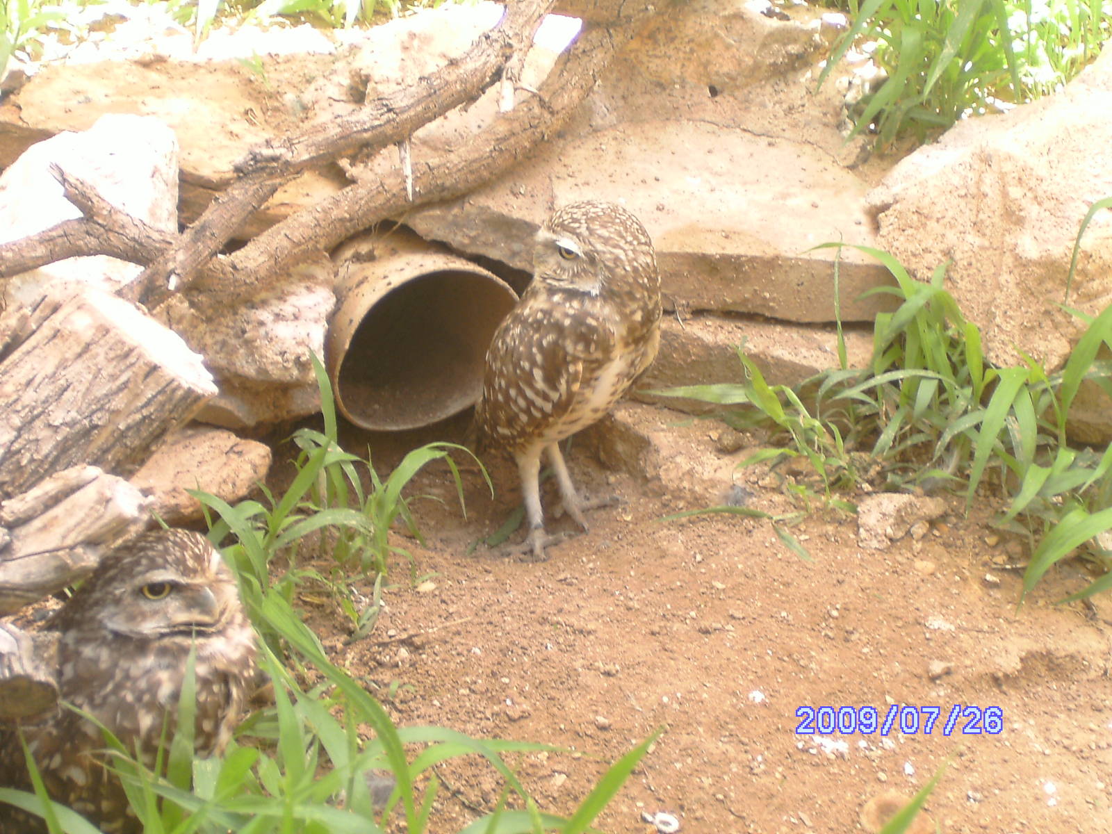 Burrowing Owl Exhibit - July 2009