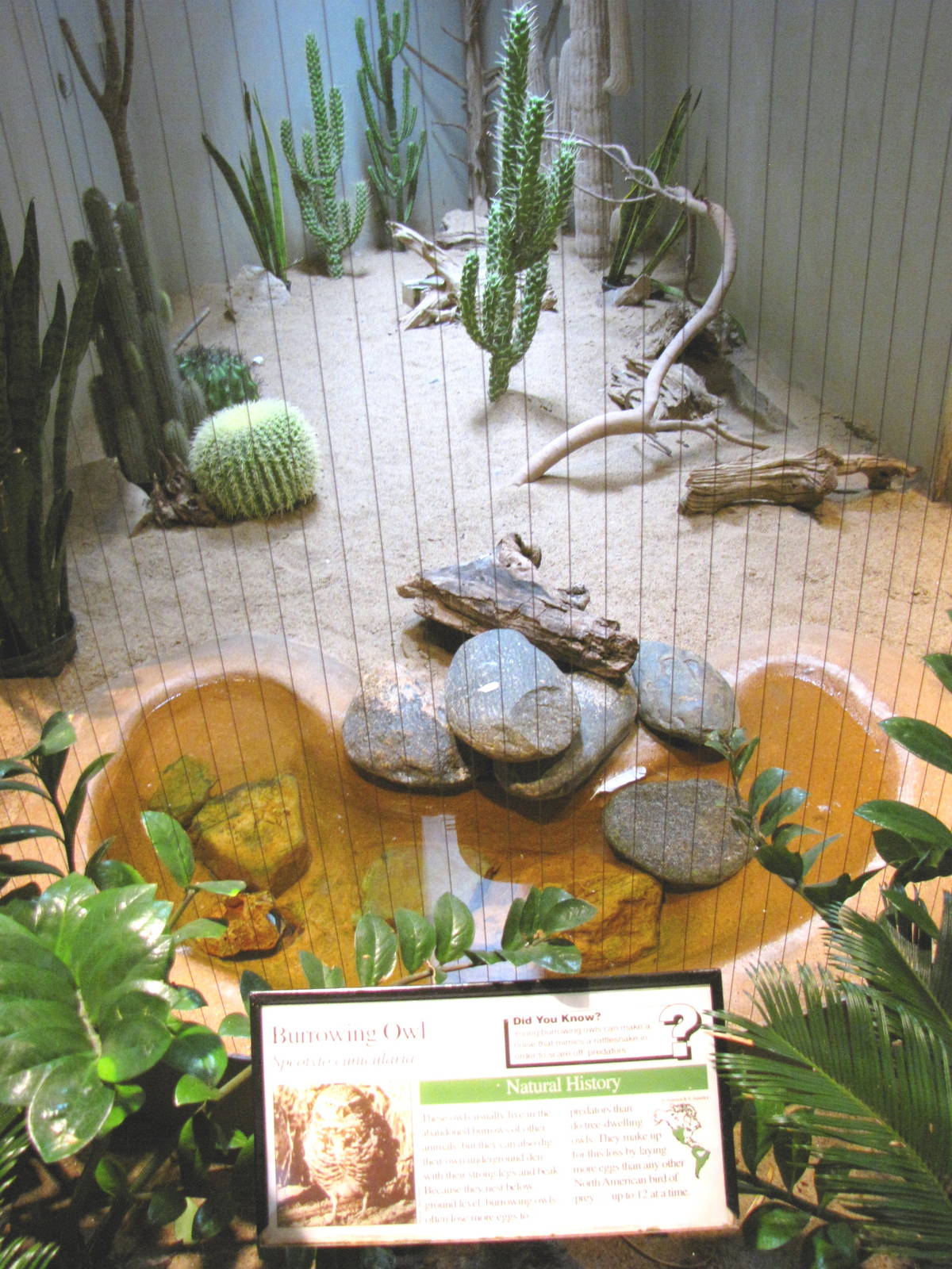 Burrowing Owl Exhibit