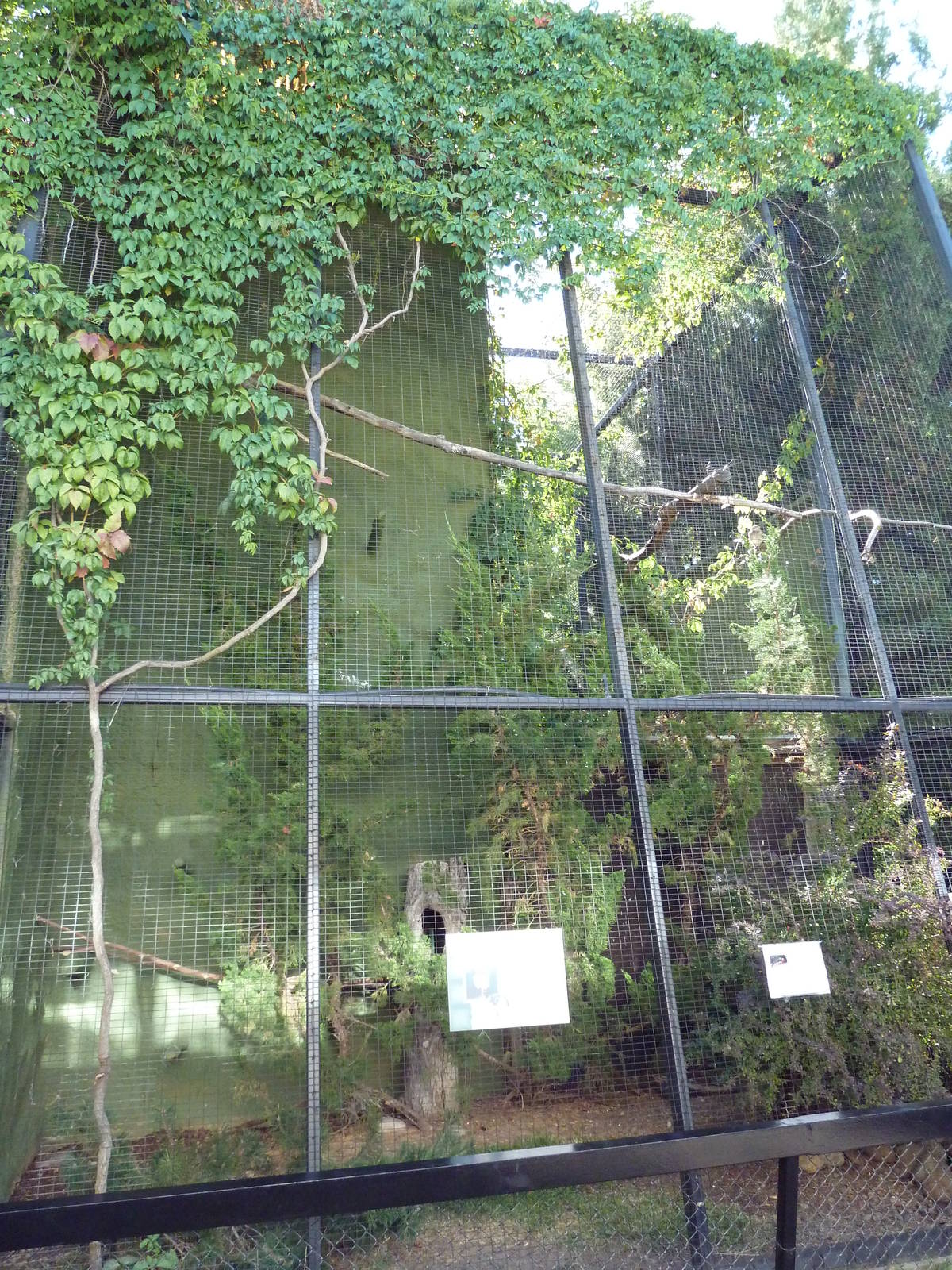 Burrowing Owl Exhibit