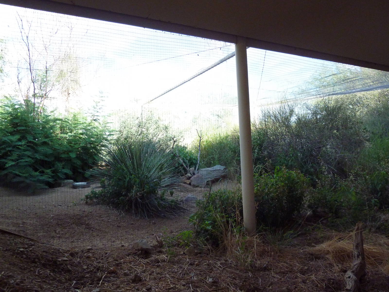 Burrowing Owl Exhibit