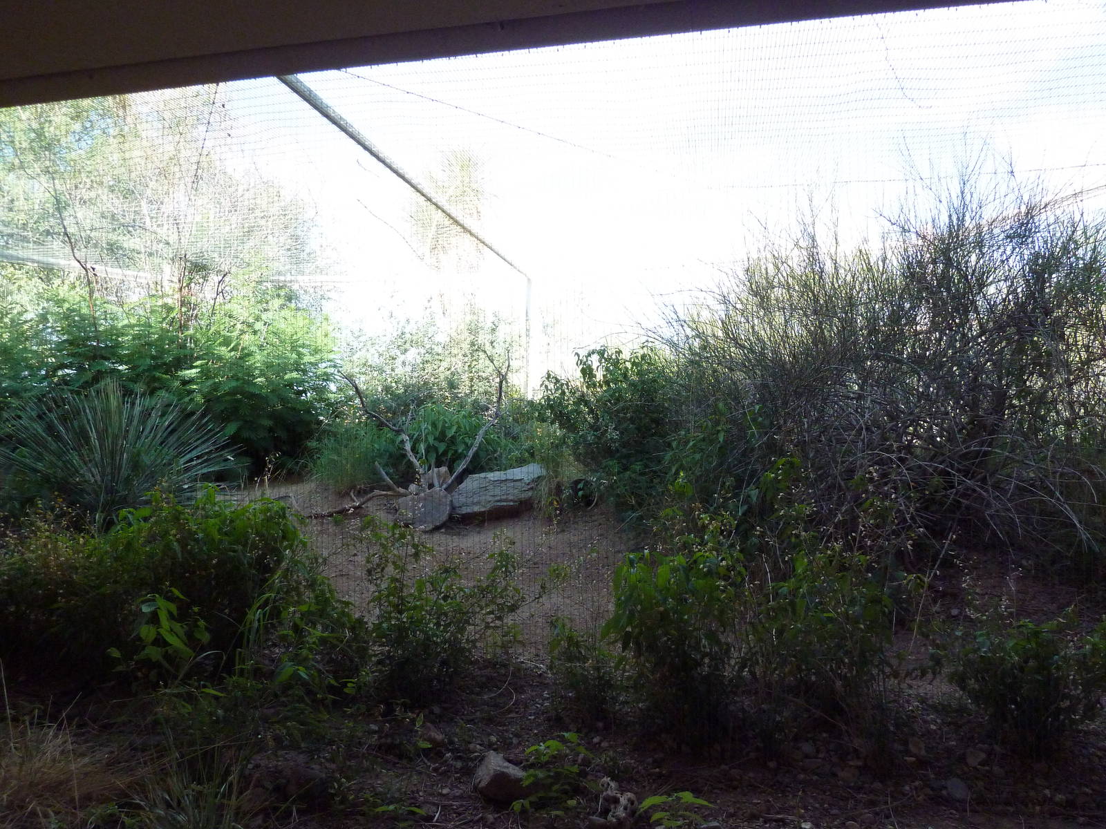 Burrowing Owl Exhibit