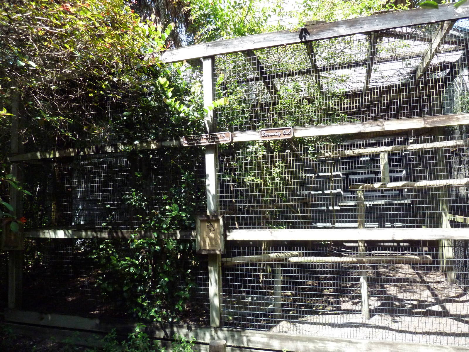 Burrowing Owl Exhibit