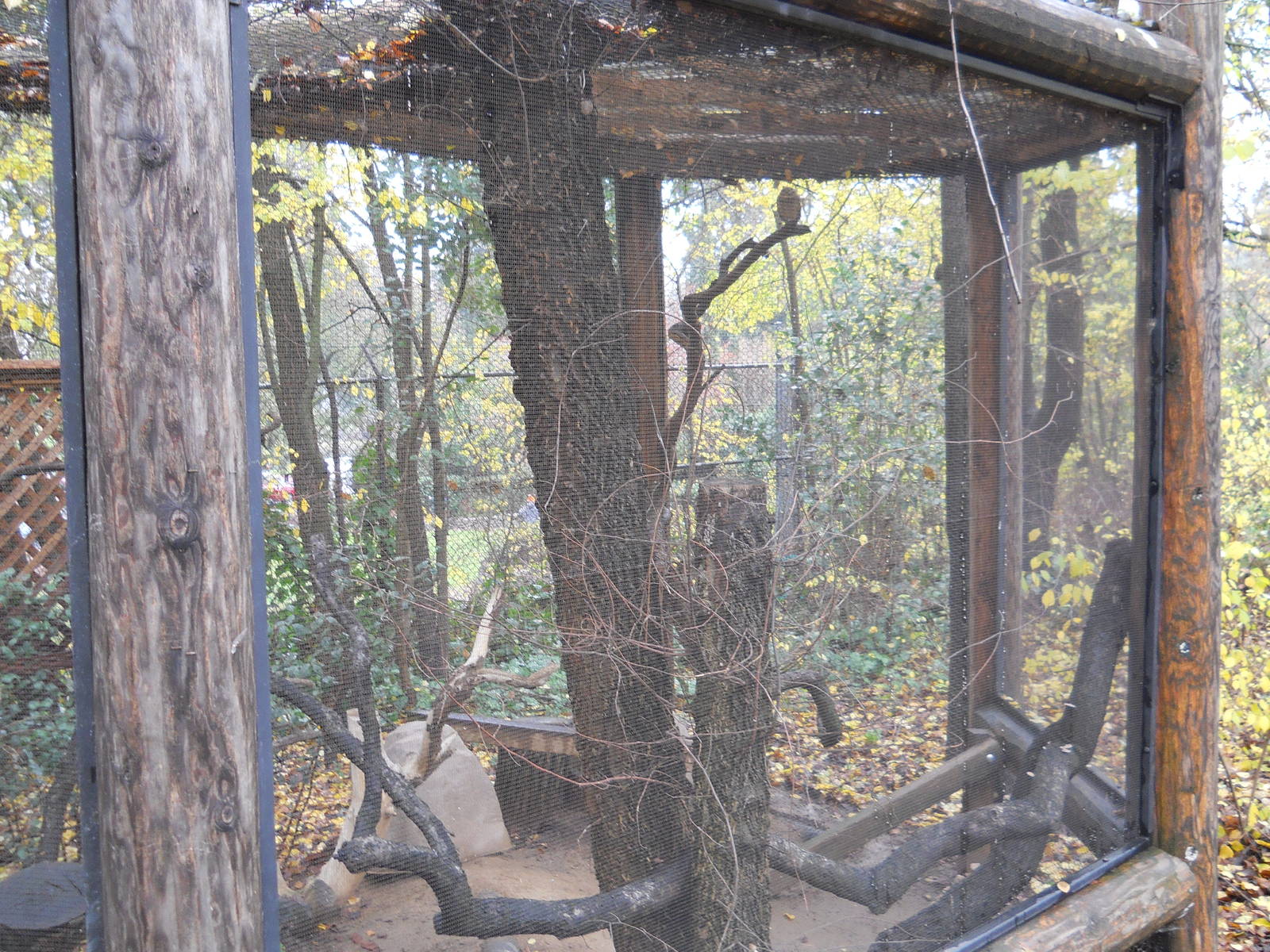 Burrowing owl exhibit