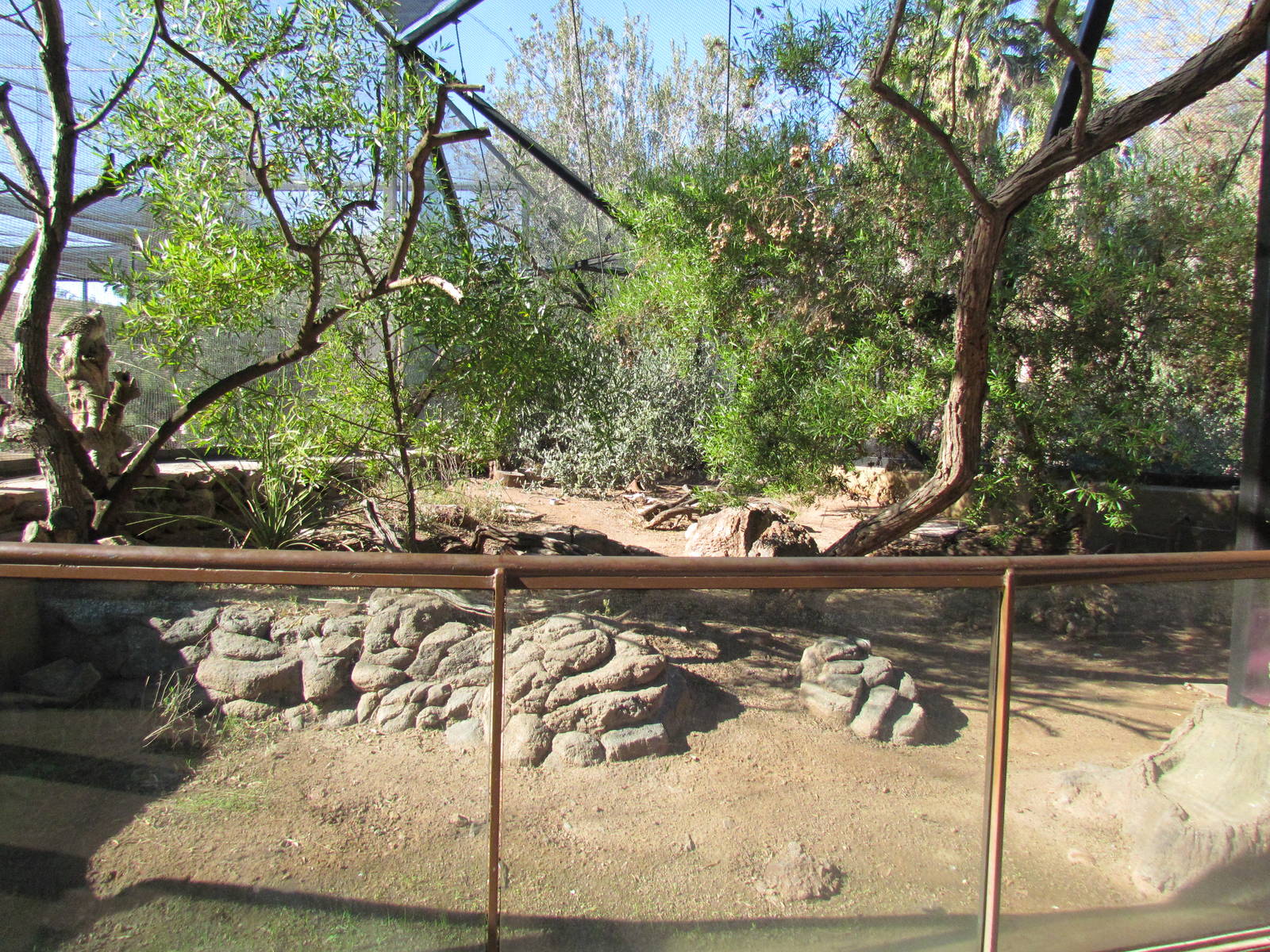 Burrowing Owl Exhibit