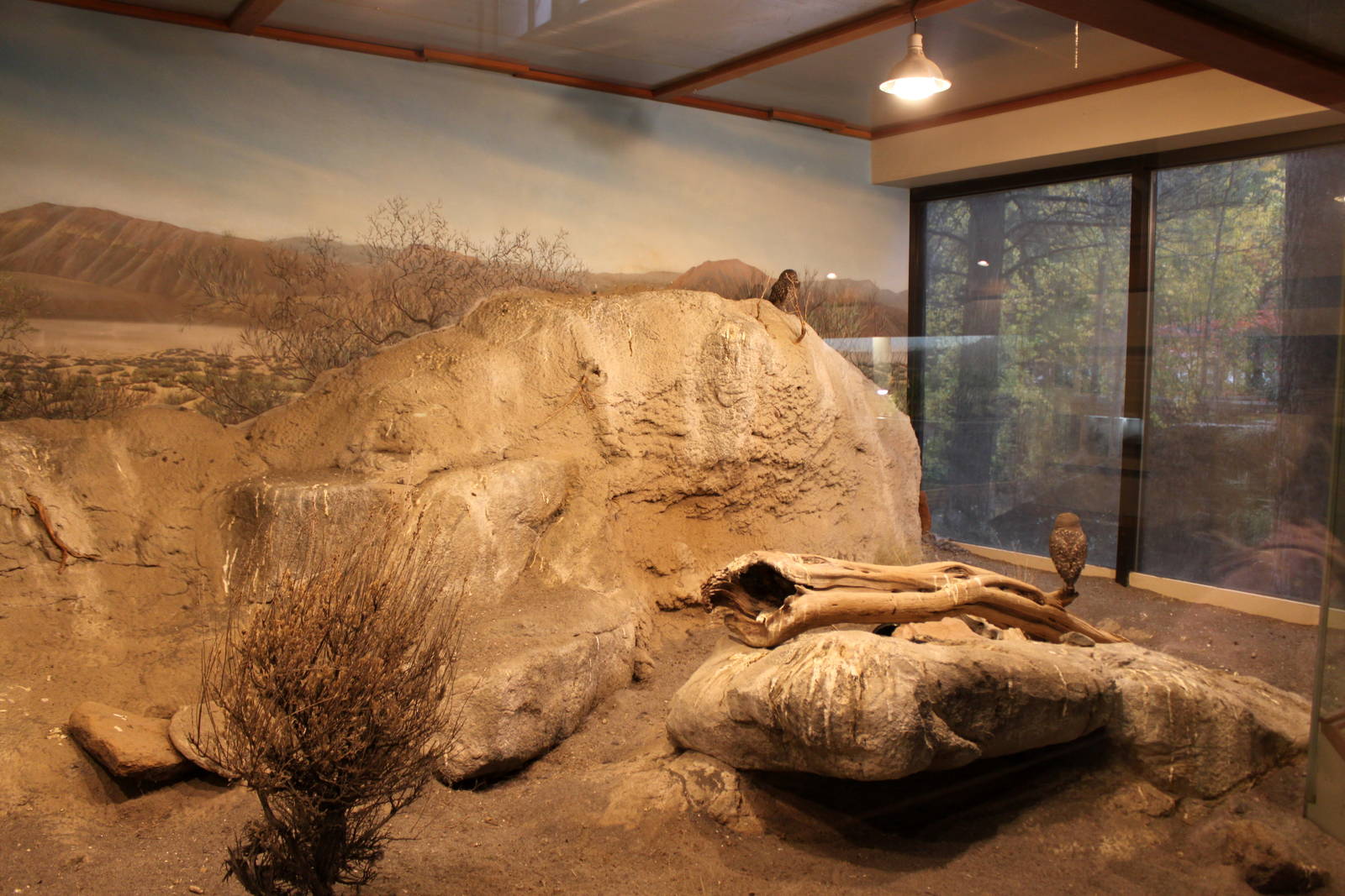 Burrowing Owl Exhibit