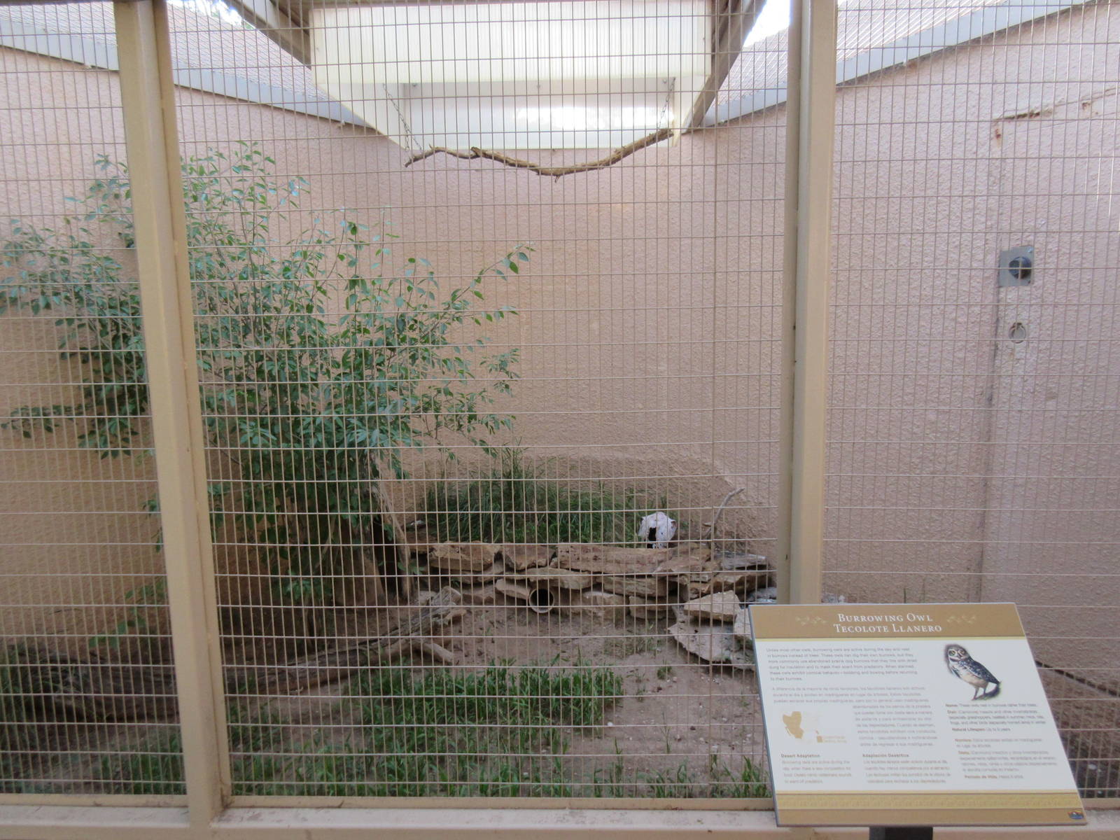 Burrowing Owl Exhibit