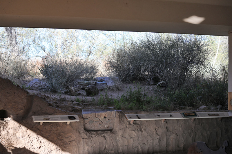 burrowing owl exhibit