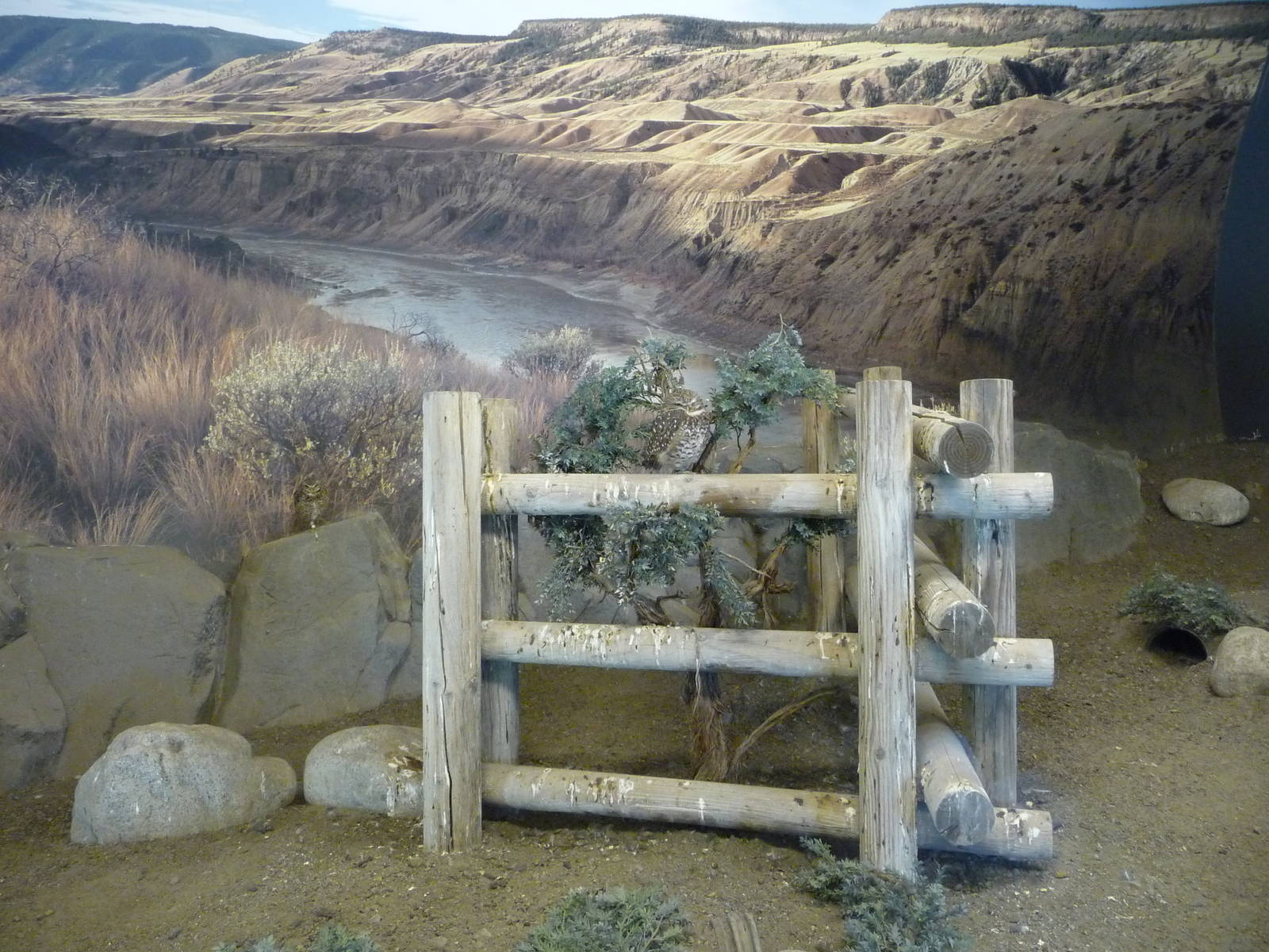 Burrowing Owl Exhibit