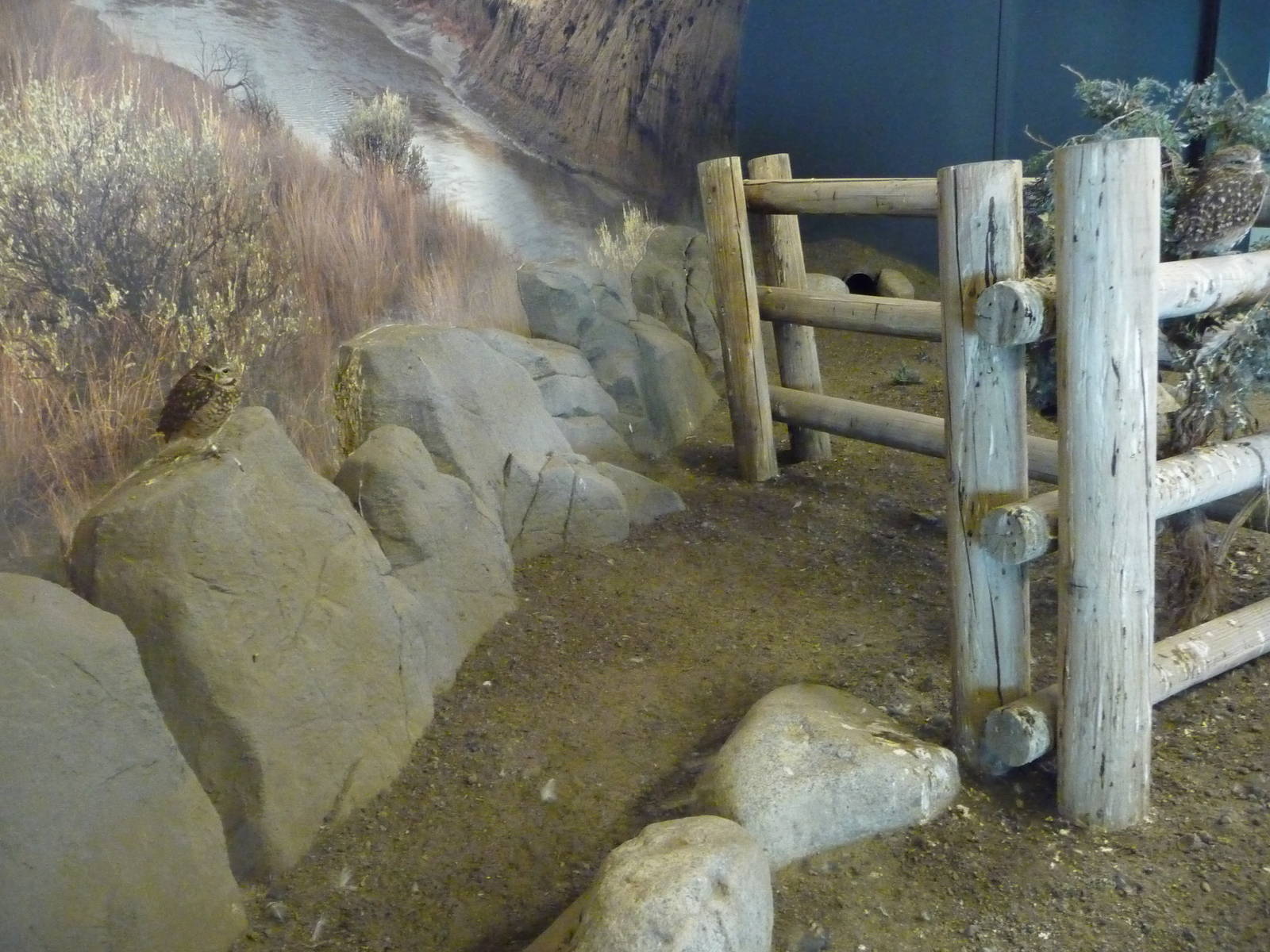 Burrowing Owl Exhibit