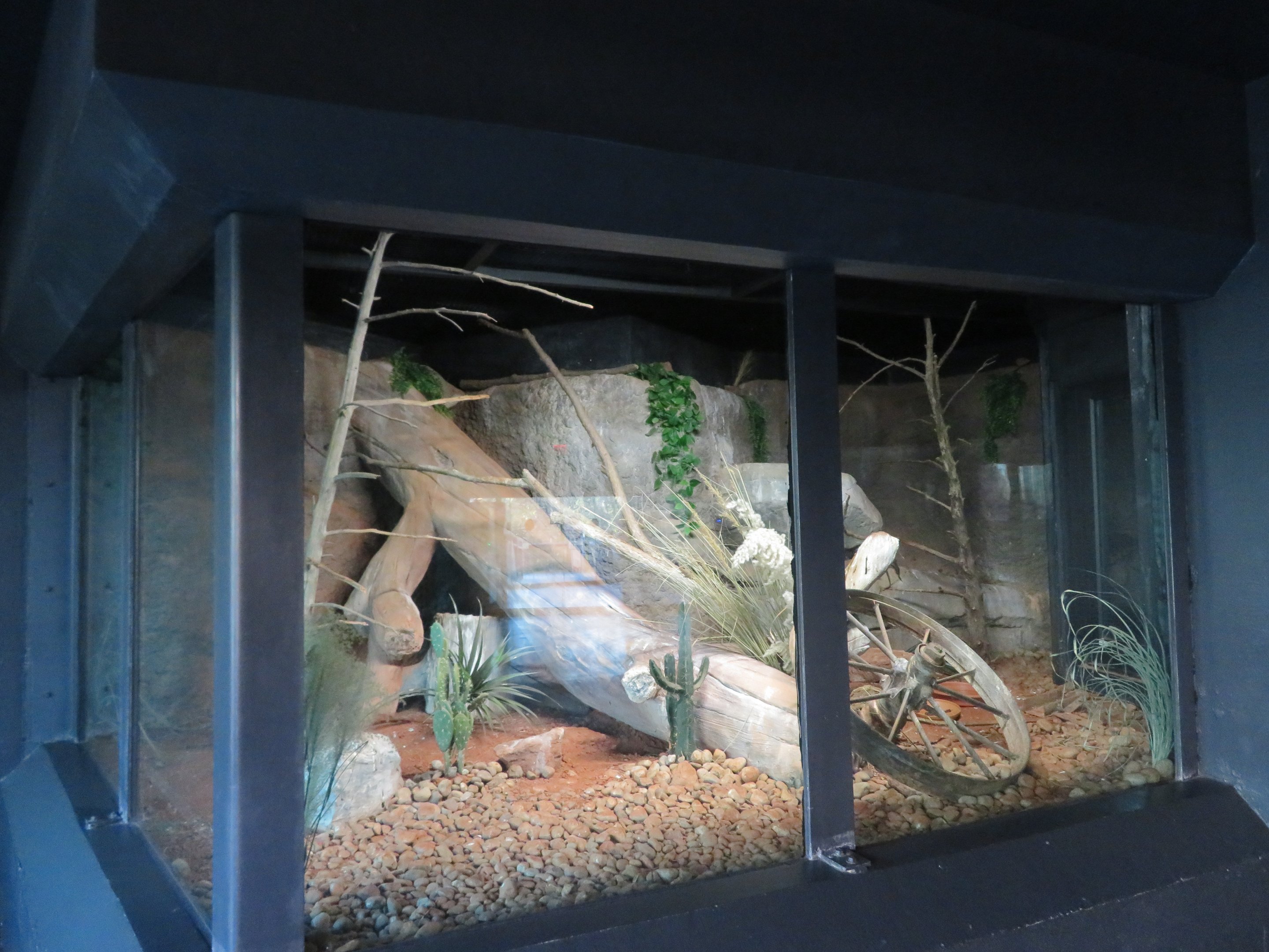 Burrowing Owl Exhibit