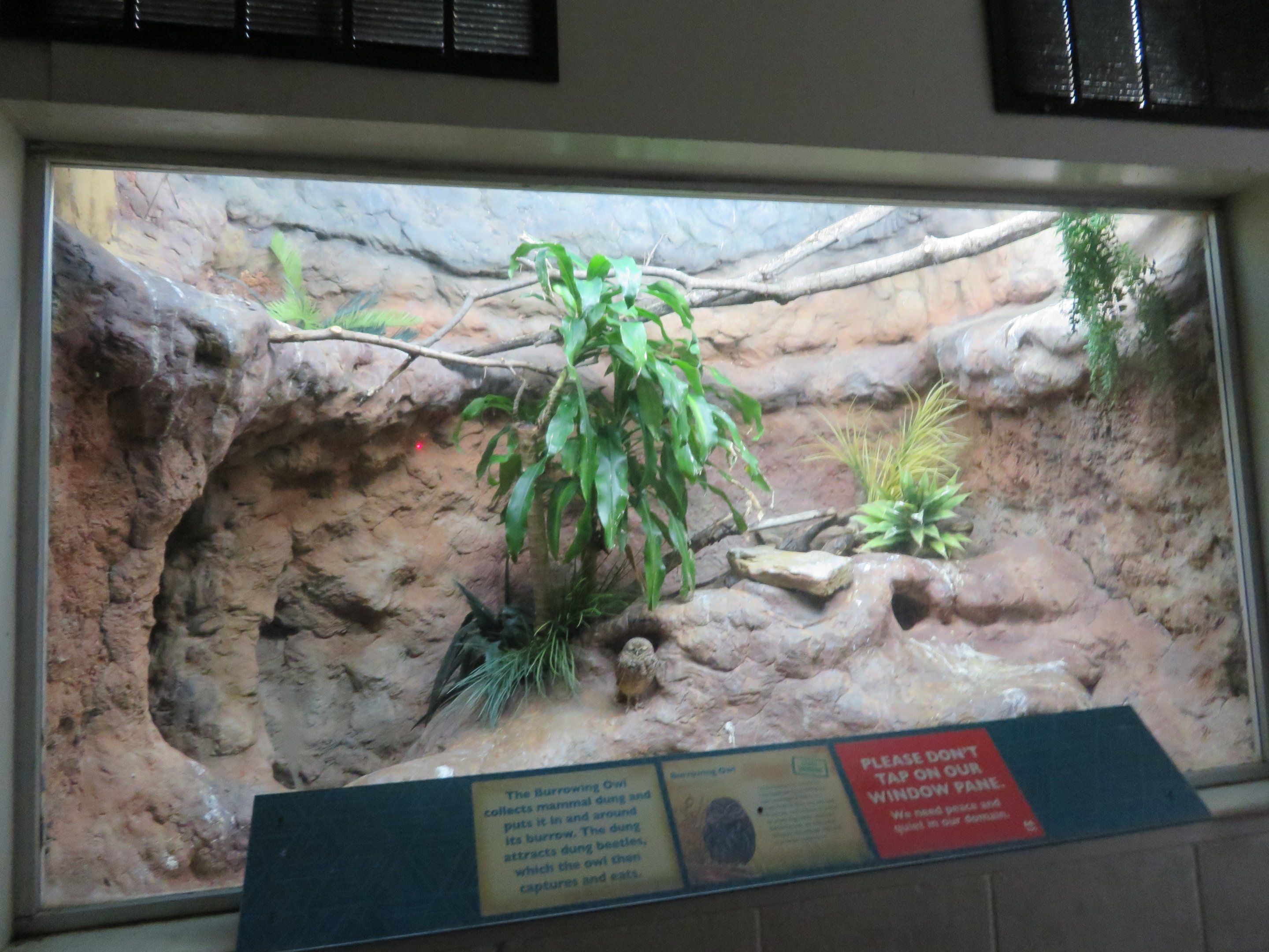 Burrowing Owl Exhibit