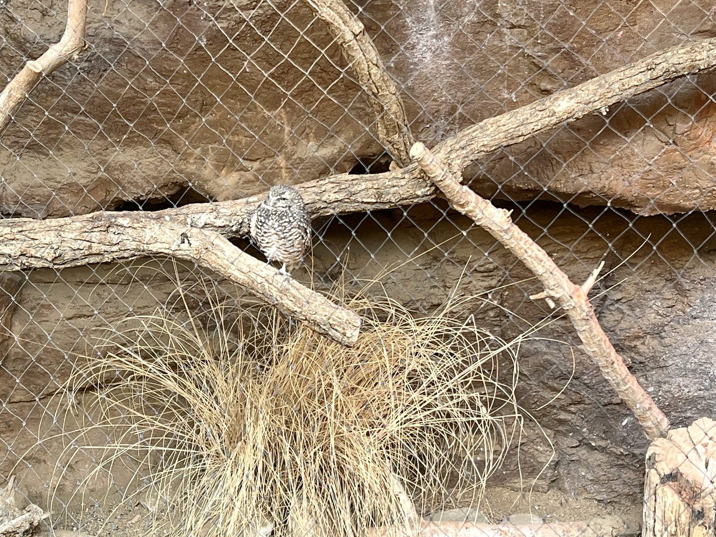 Burrowing Owl Exhibit