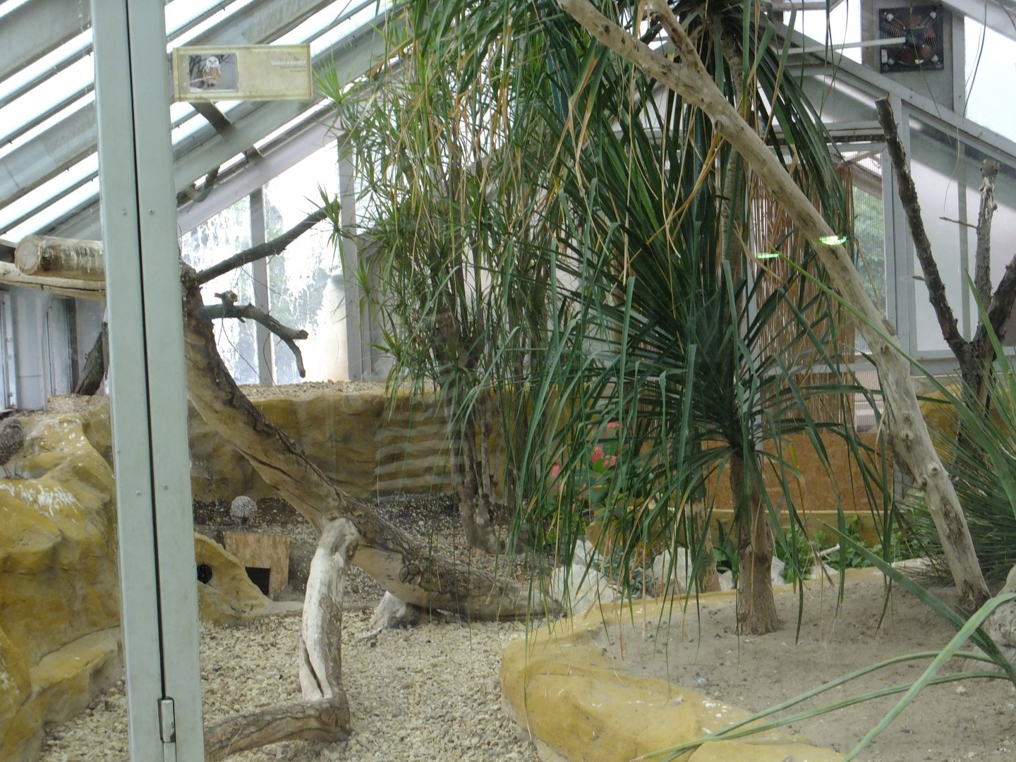 Burrowing owl+ Greater hairy armadillo enclosure