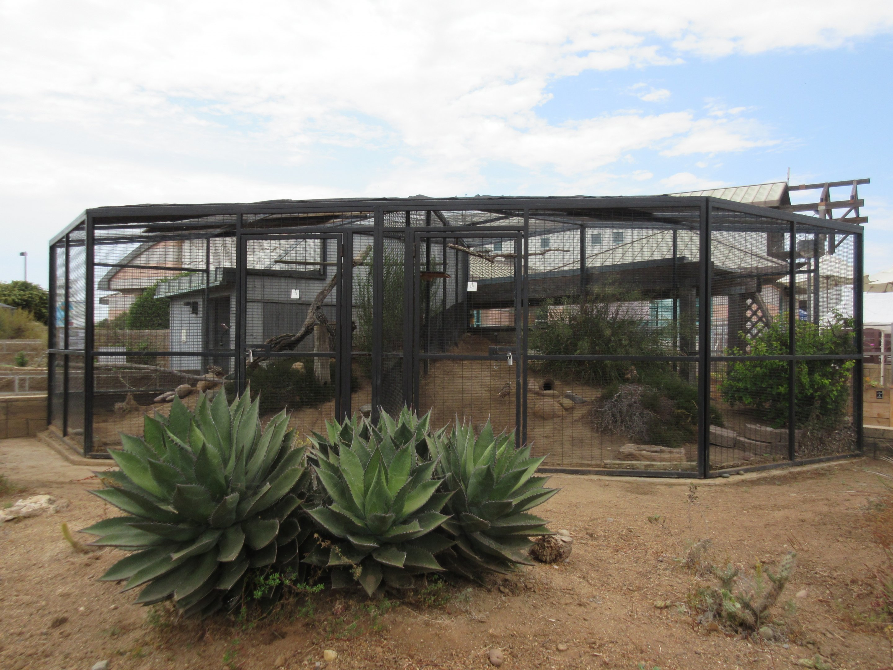 Burrowing Owl + Greater Roadrunner Exhibits