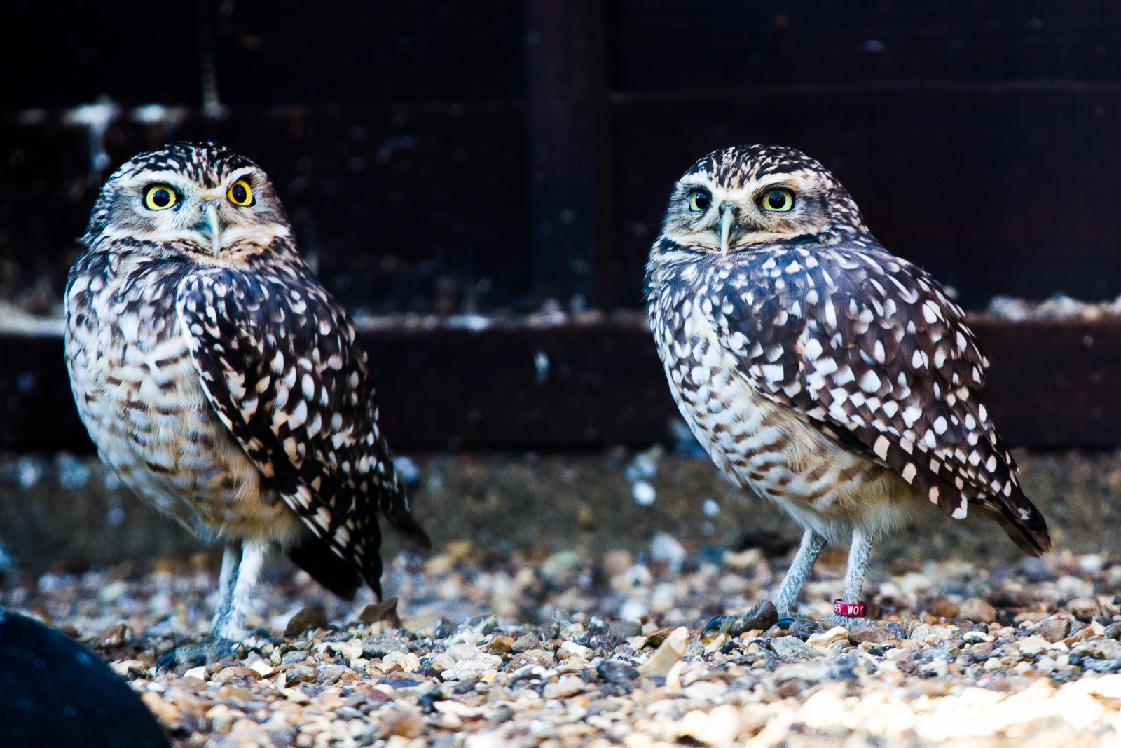 Burrowing owl : Hamerton : 08 Feb 2015