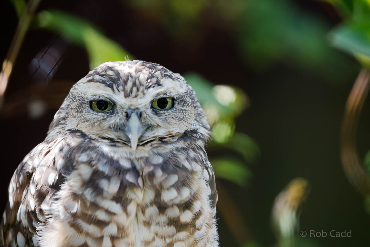 Burrowing owl : Hamerton : 09 Aug 2015