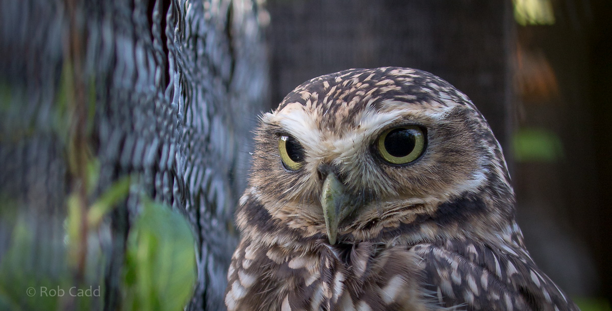 Burrowing owl : Hamerton : 13 Nov 2016