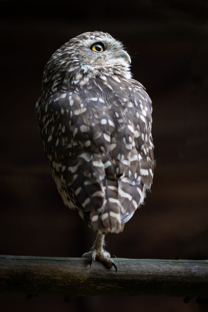 Burrowing Owl / Hamerton / 15-7-21