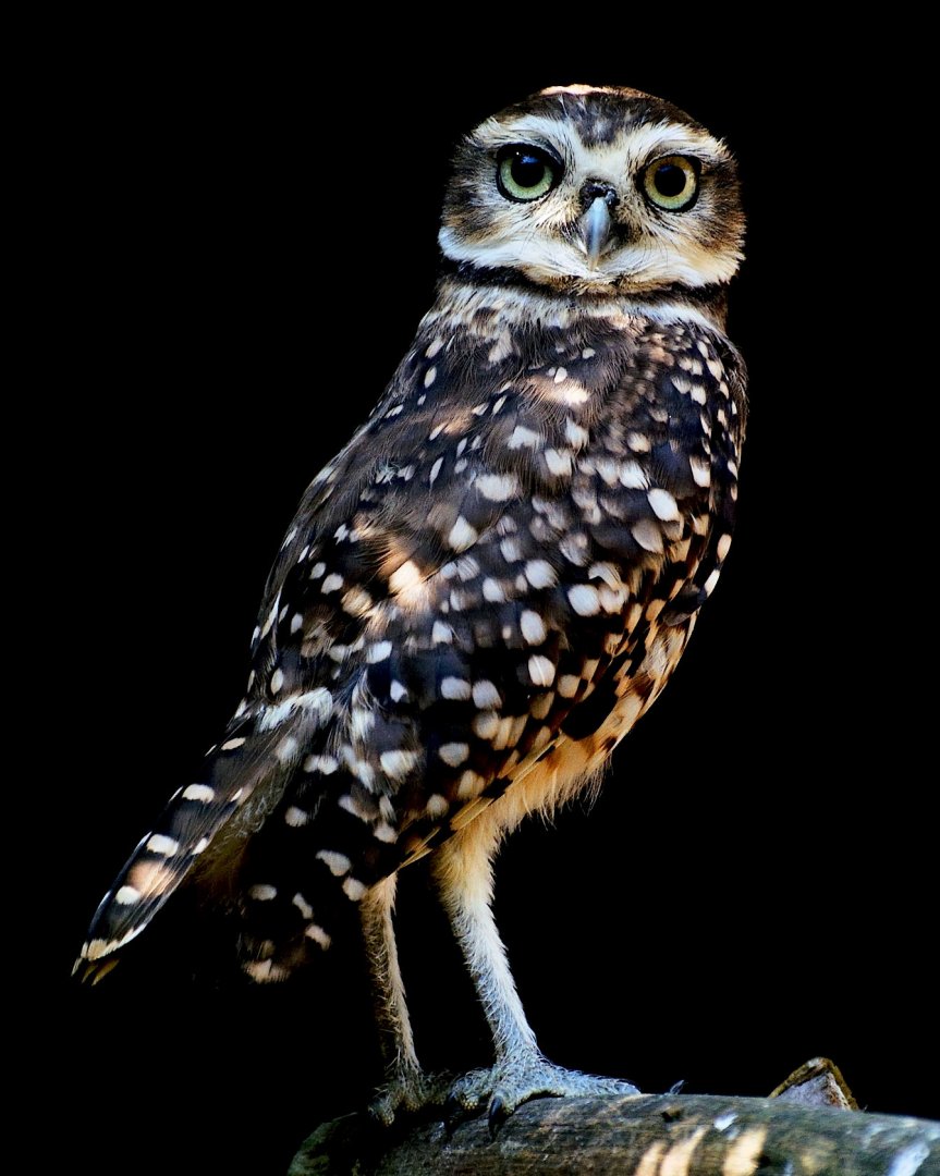 Burrowing Owl - Hamerton 24/08/19