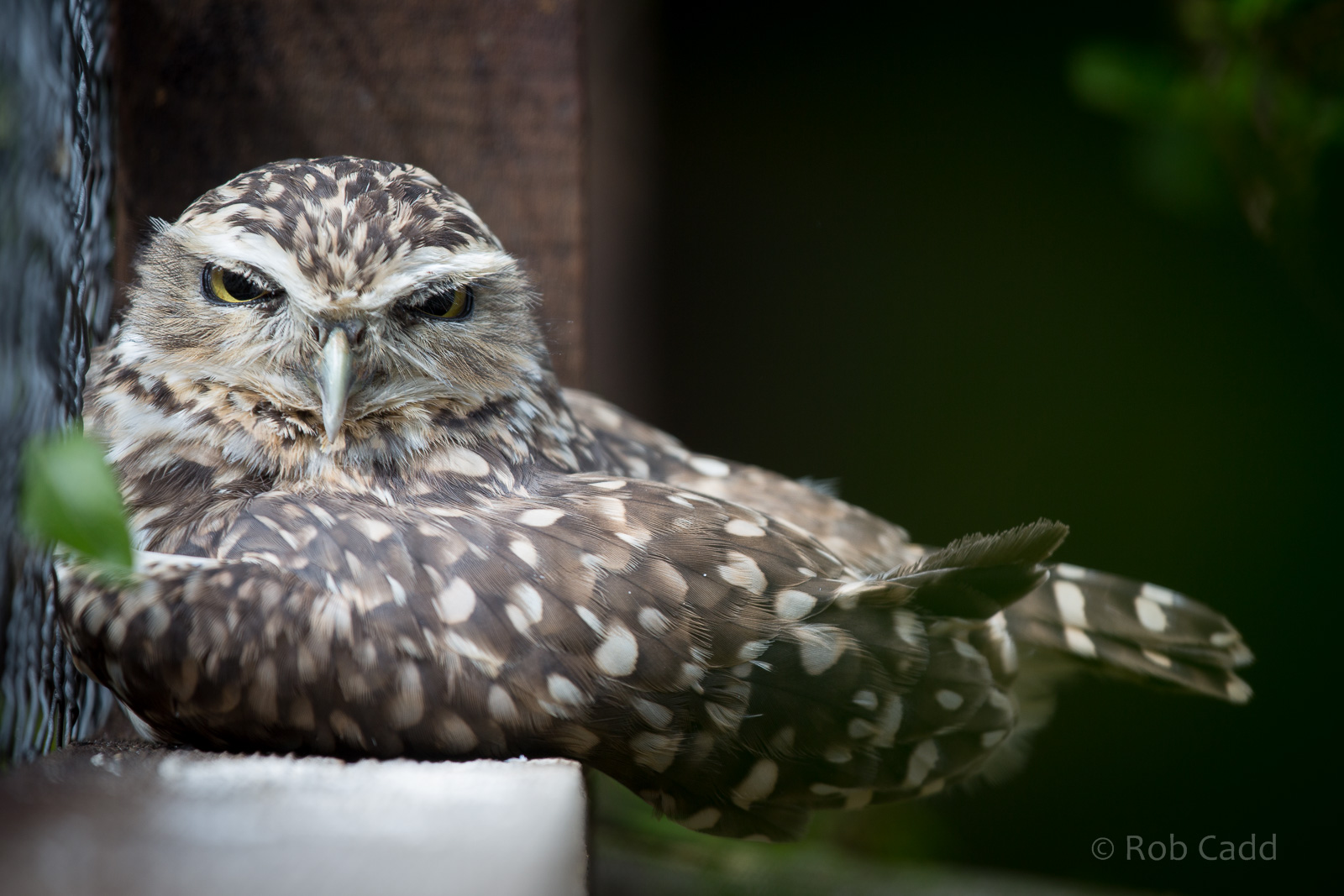 Burrowing owl : Hamerton : 31 Aug 2014