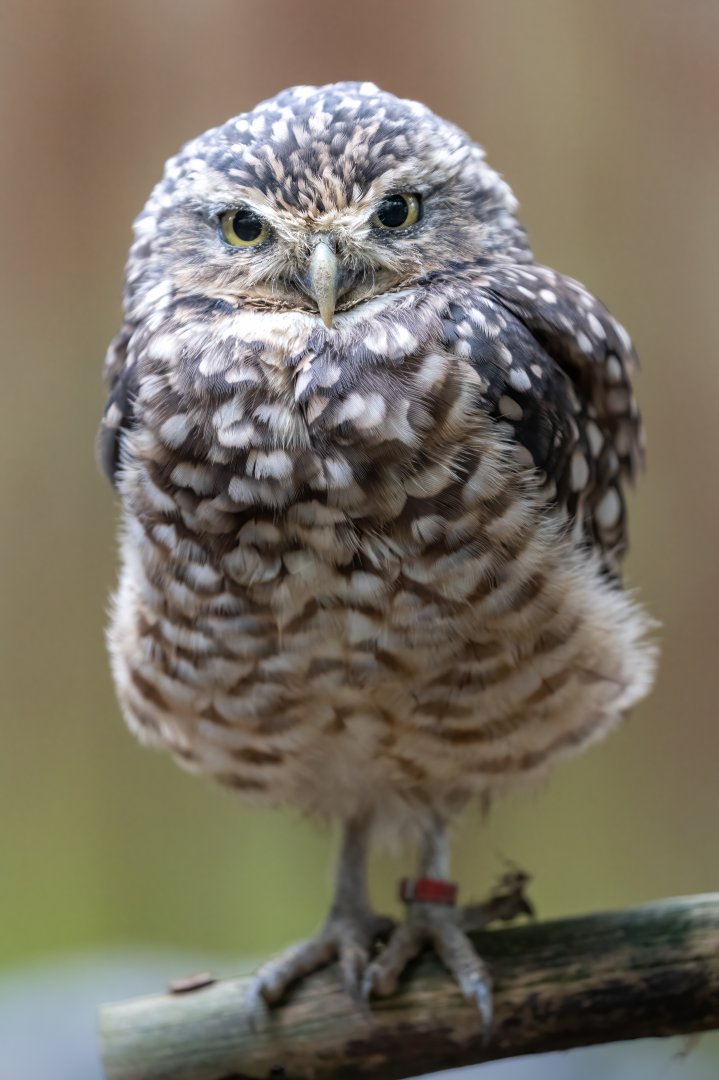 Burrowing Owl / Hamerton / 7-10-21