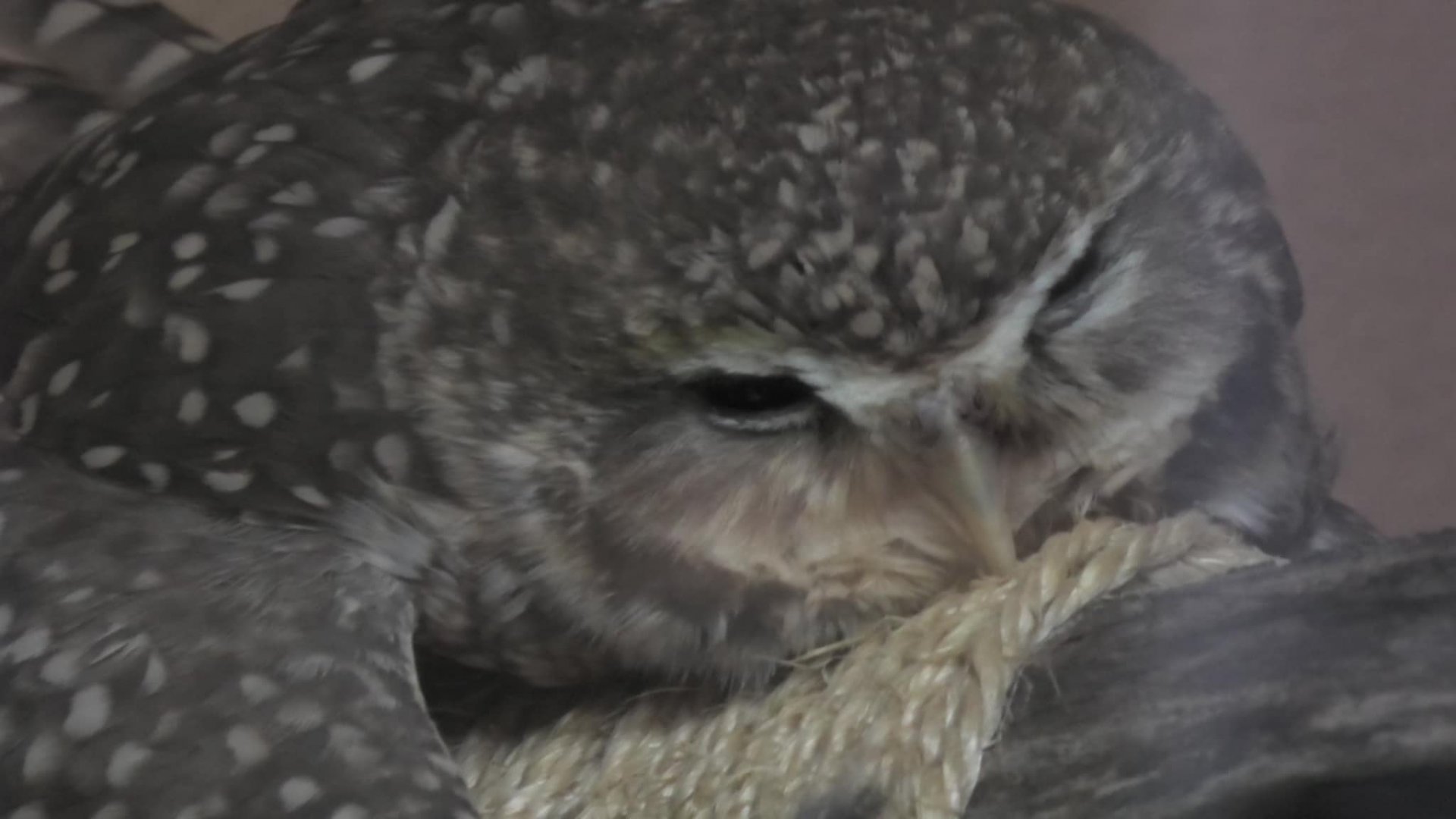 Burrowing owl lays down