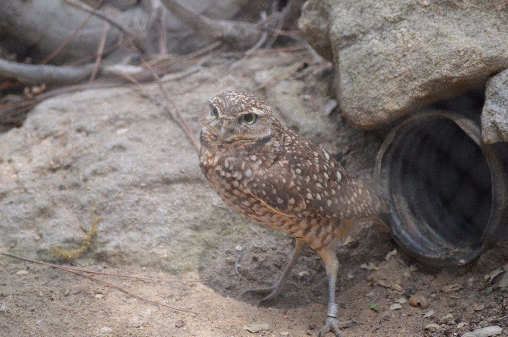Burrowing Owl living up to its name.