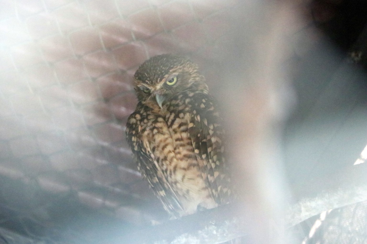 Burrowing owl, May 2016