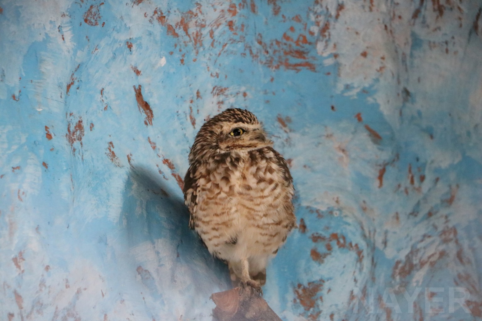 Burrowing owl, May 2016