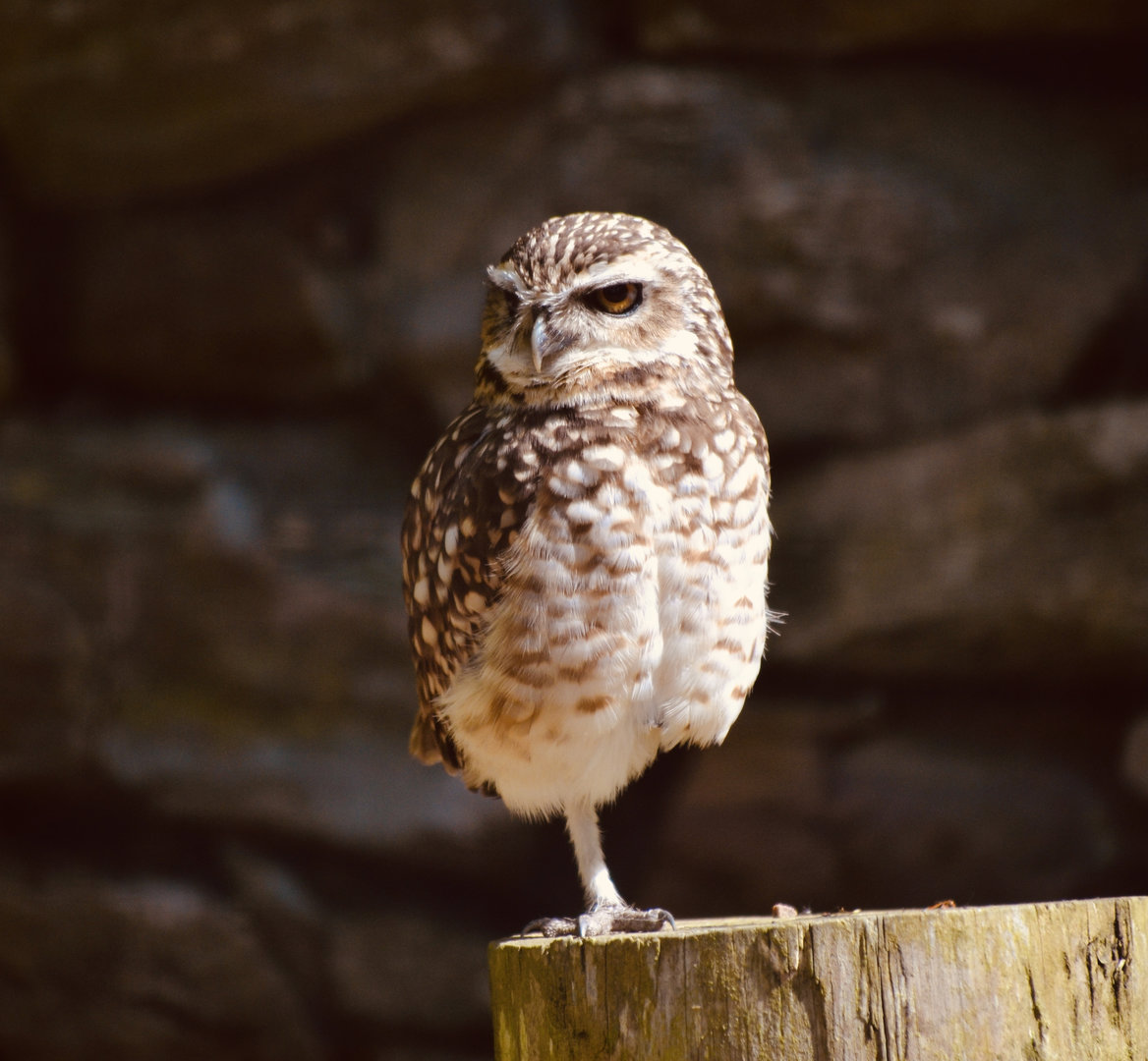 Burrowing Owl - May 2023