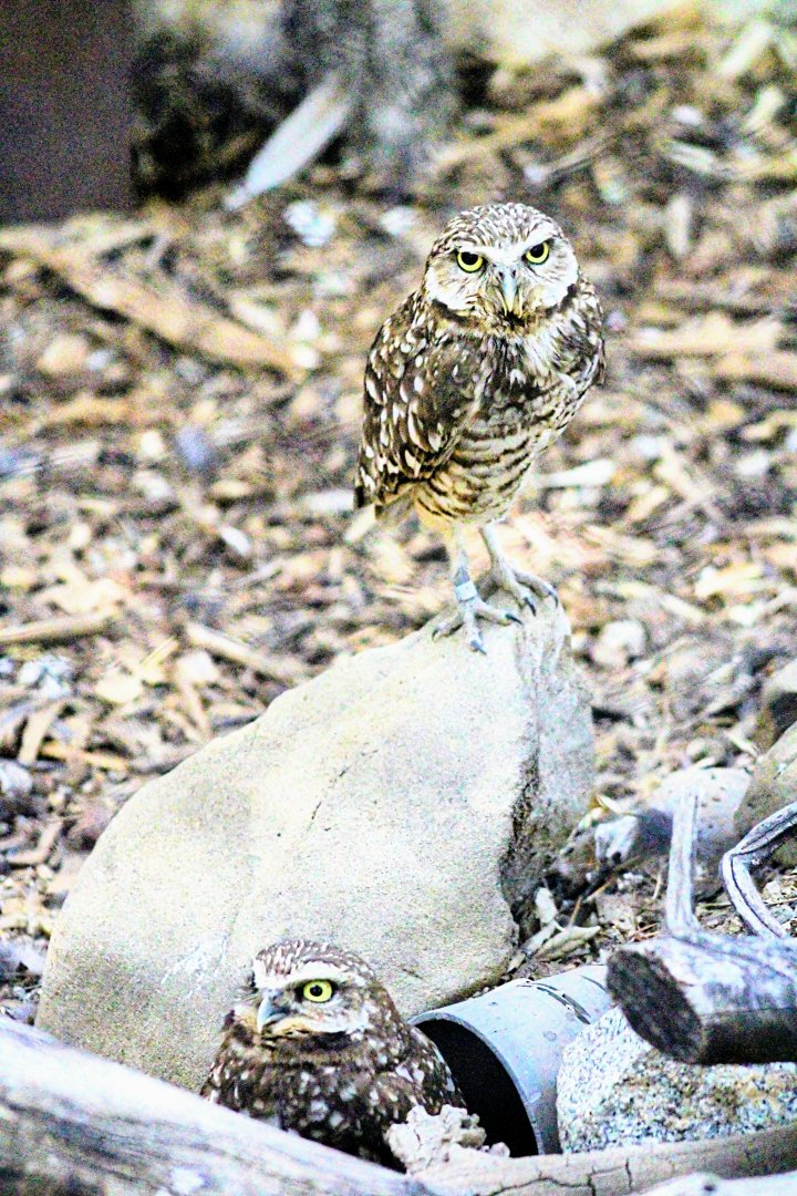 Burrowing Owl Pair