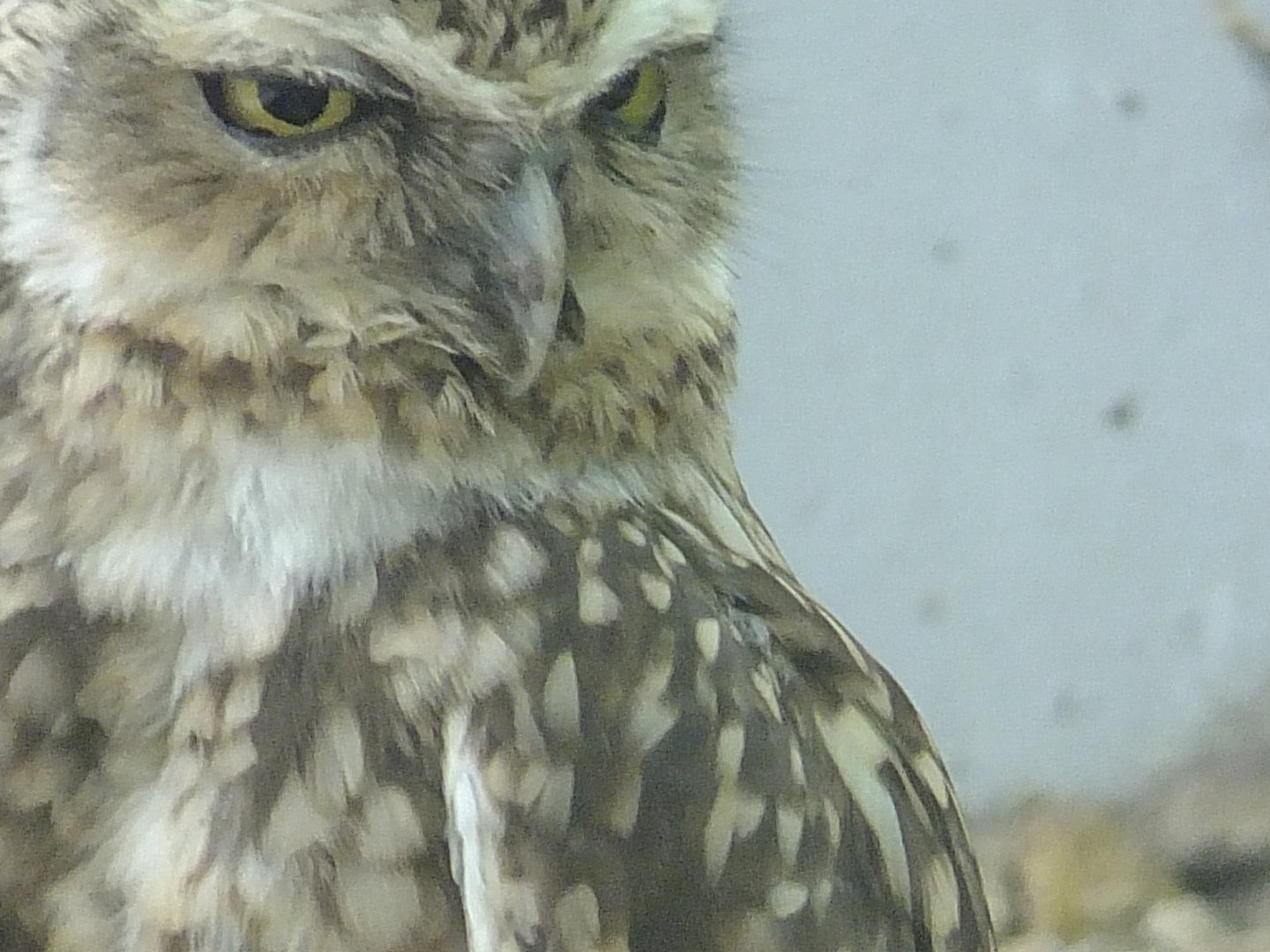 Burrowing owl portrait 1.