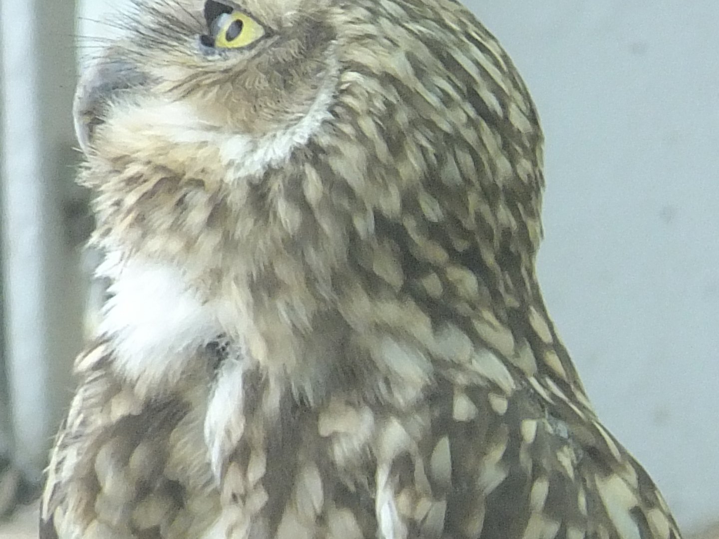 Burrowing owl portrait 2.