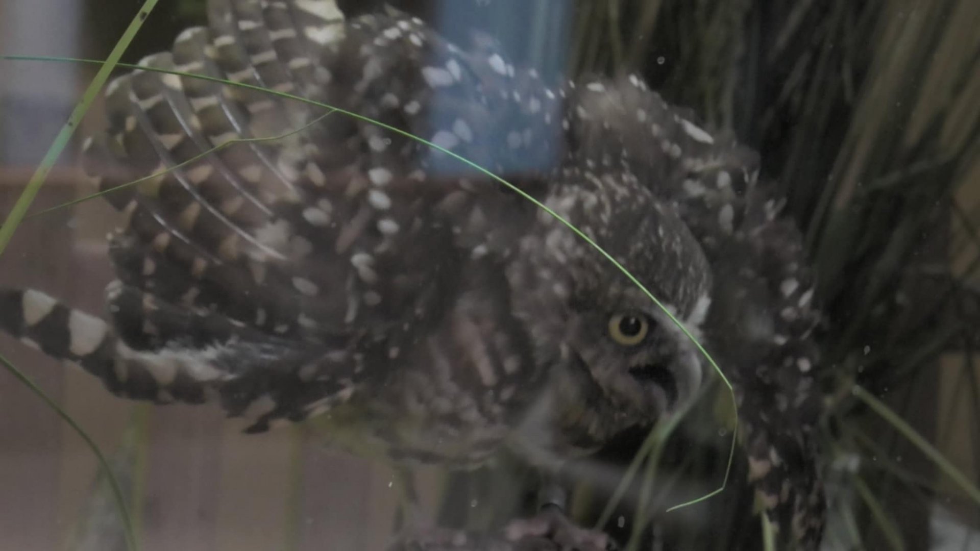Burrowing owl protecting his home