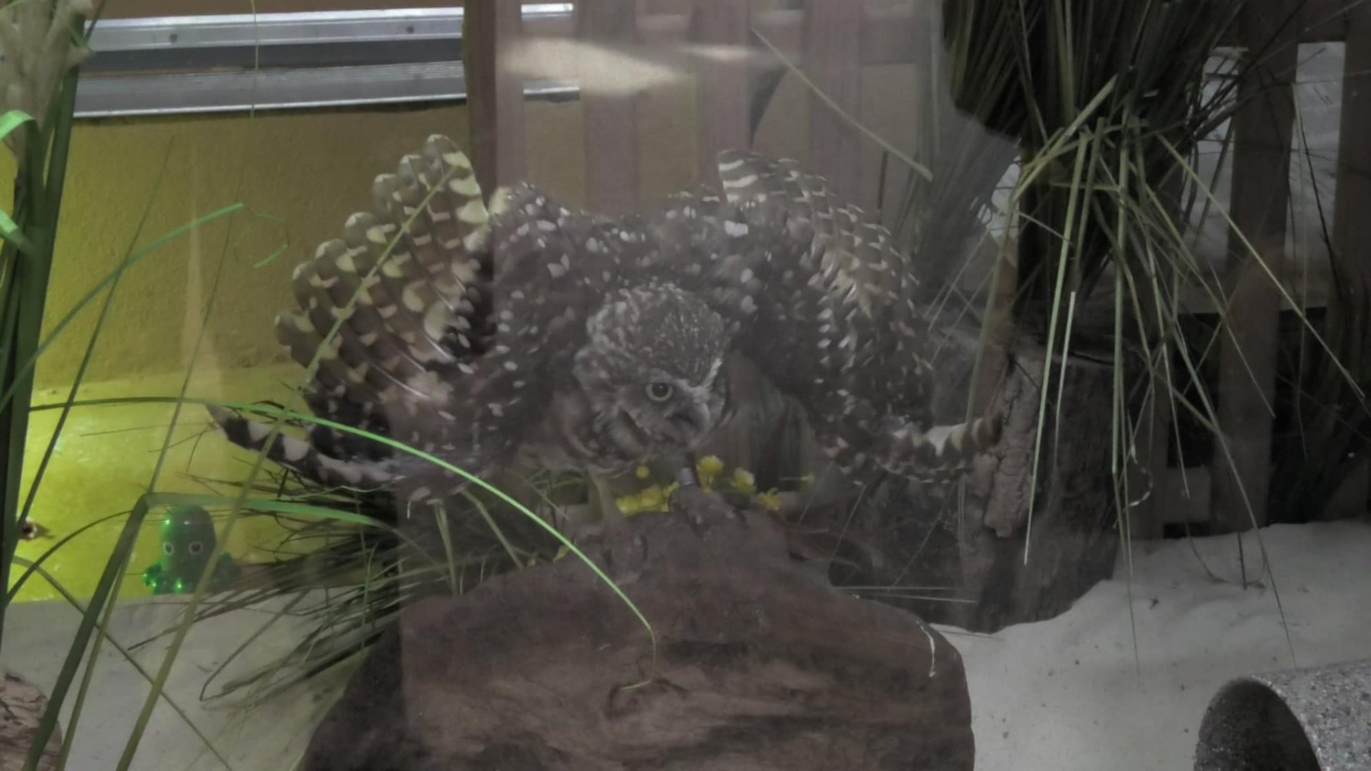 Burrowing owl protecting his home