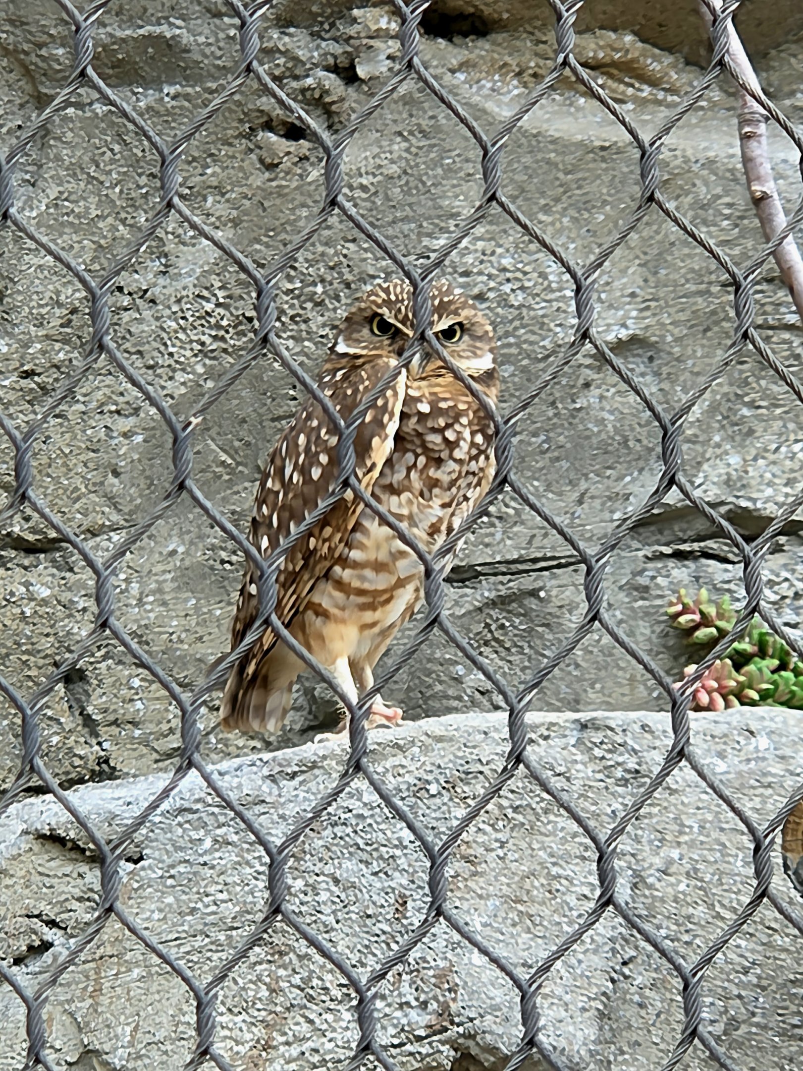 Burrowing Owl - Riverbanks Zoo