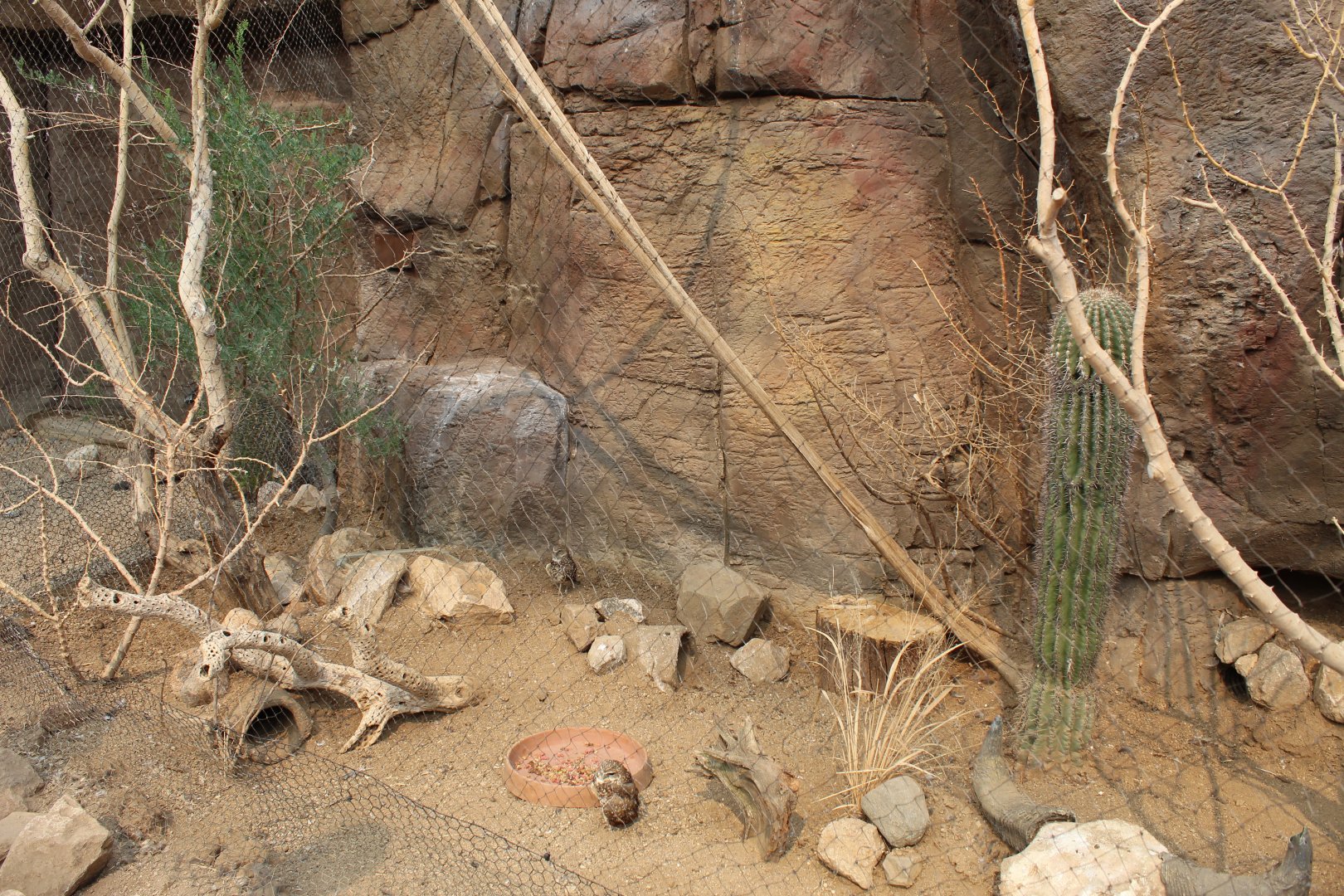Burrowing Owl & Roadrunner Exhibit - Desert Dome