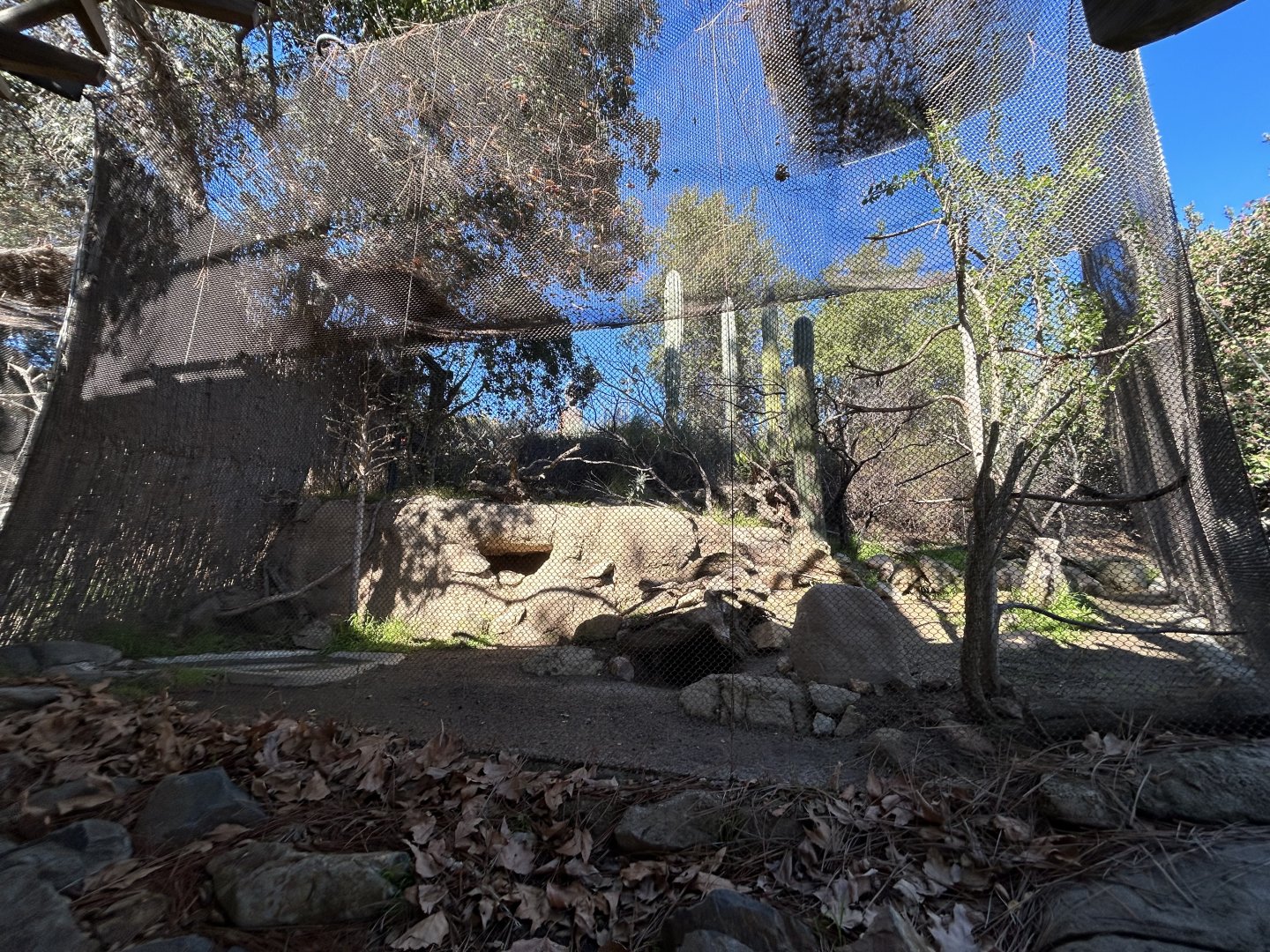 Burrowing Owl & San Clemente Loggerhead Shrike Aviary - Condor Ridge