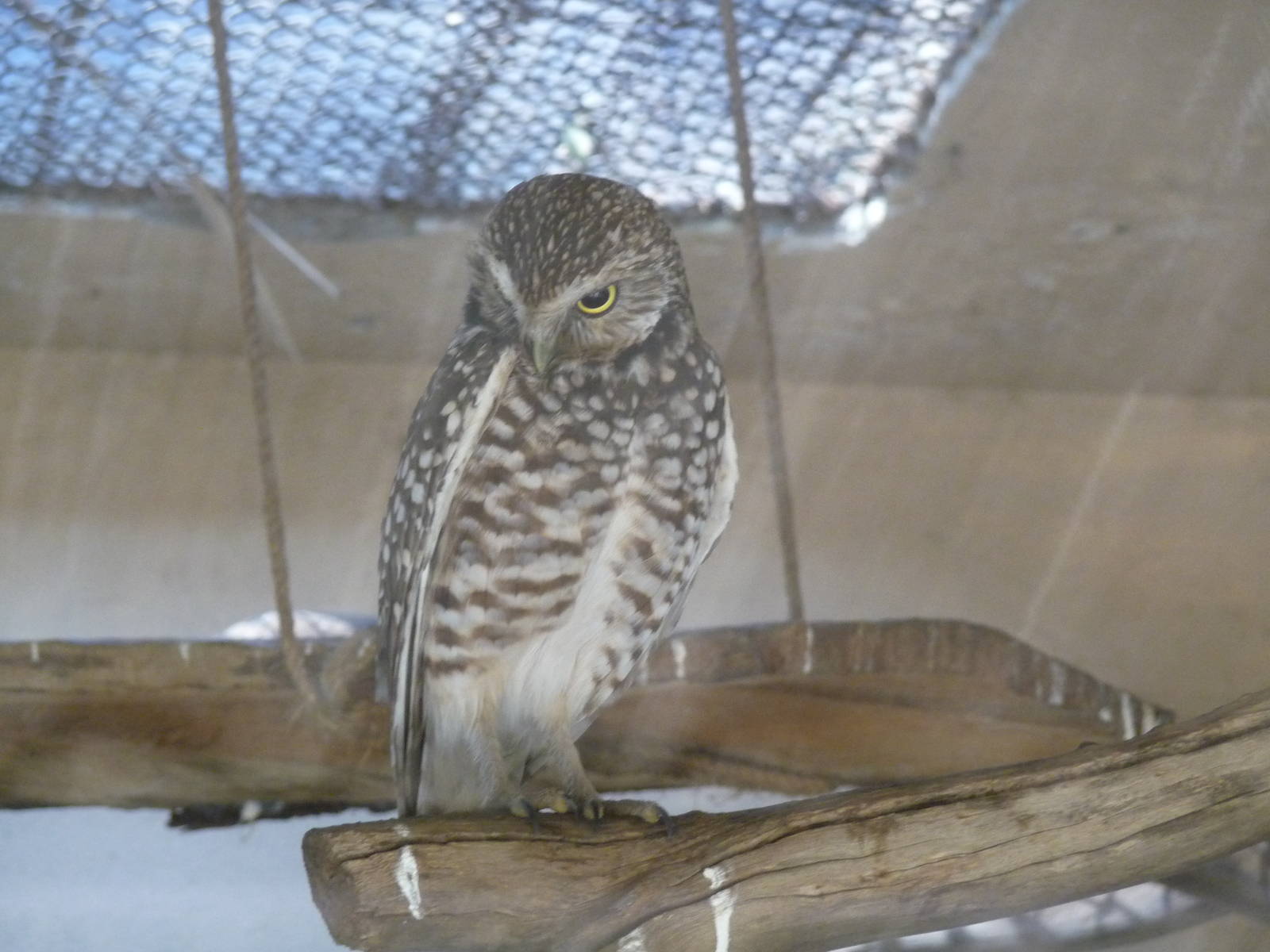 burrowing owl san juan de aragon zoo