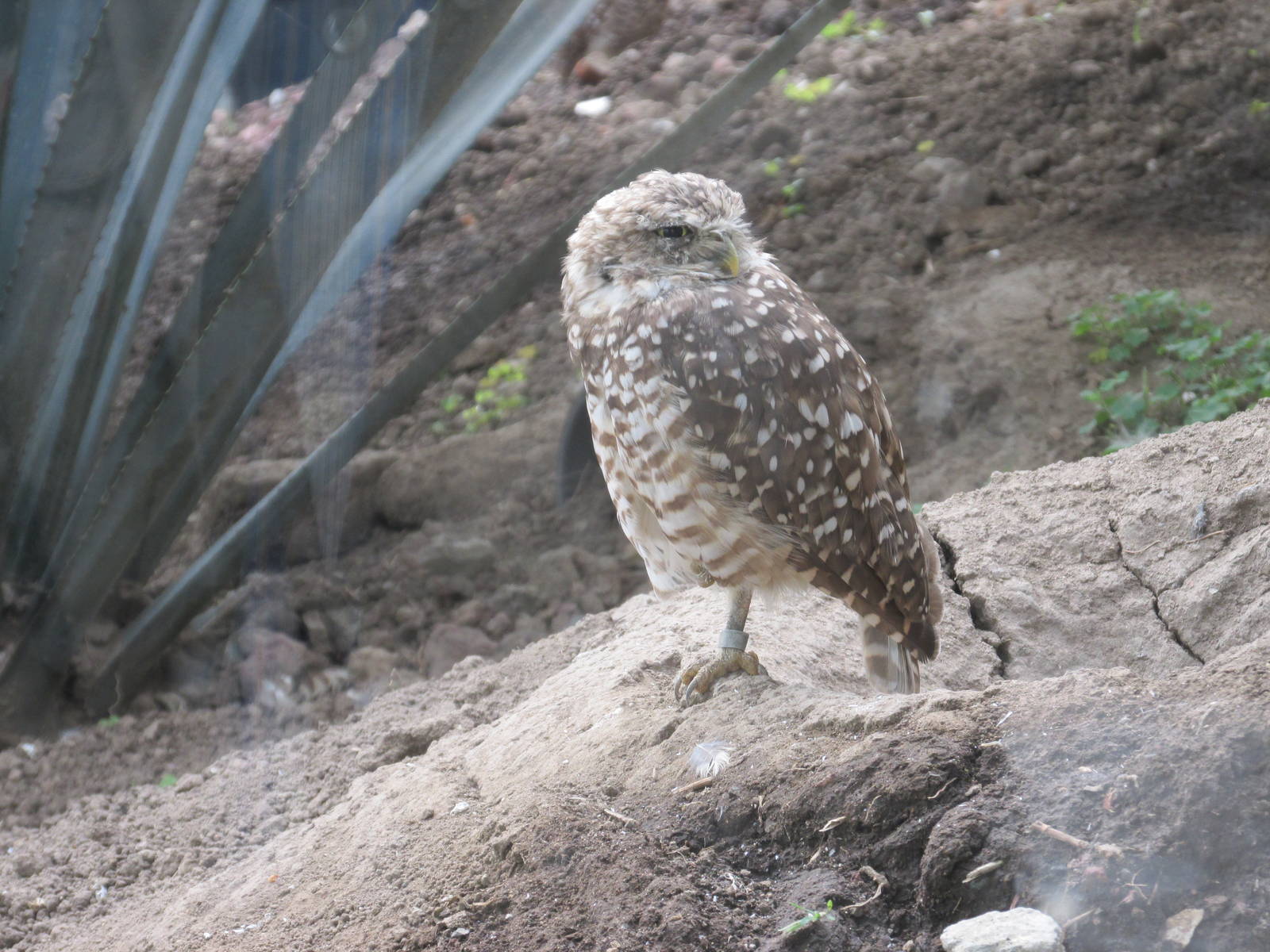 burrowing owl san juan de aragon zoo