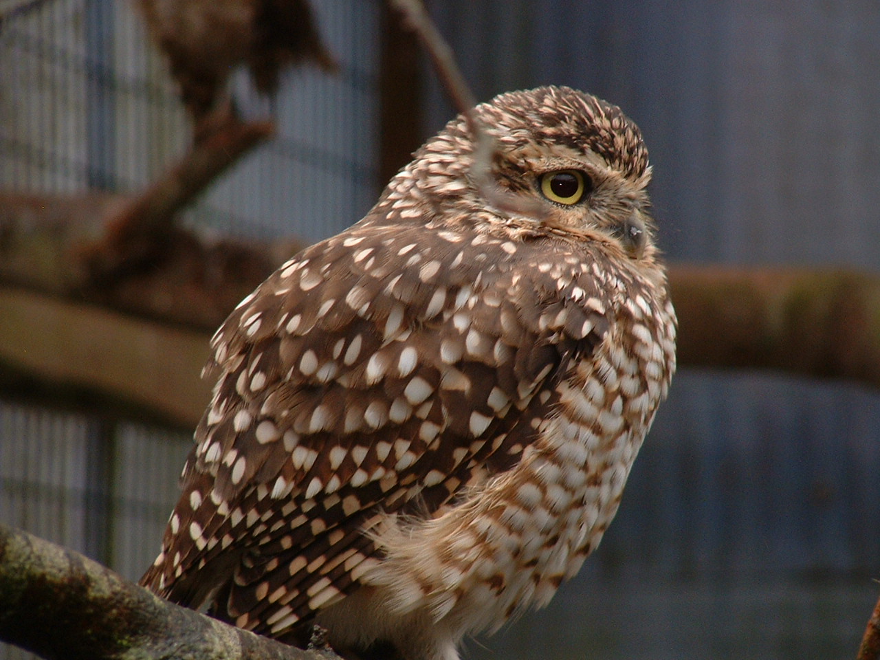 Burrowing Owl - Sept 2012