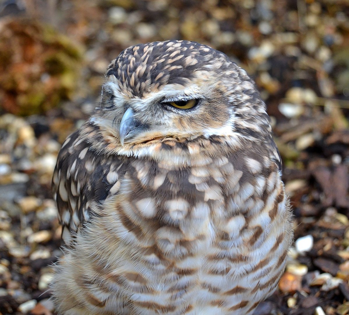 Burrowing Owl - September 2016
