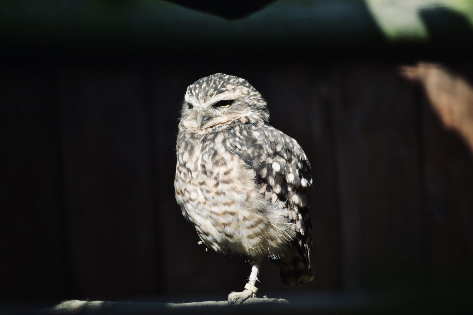 Burrowing Owl - September 2020
