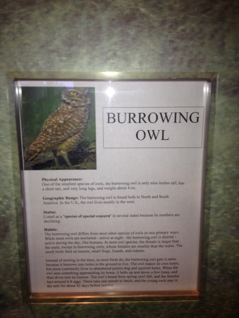 Burrowing owl sign