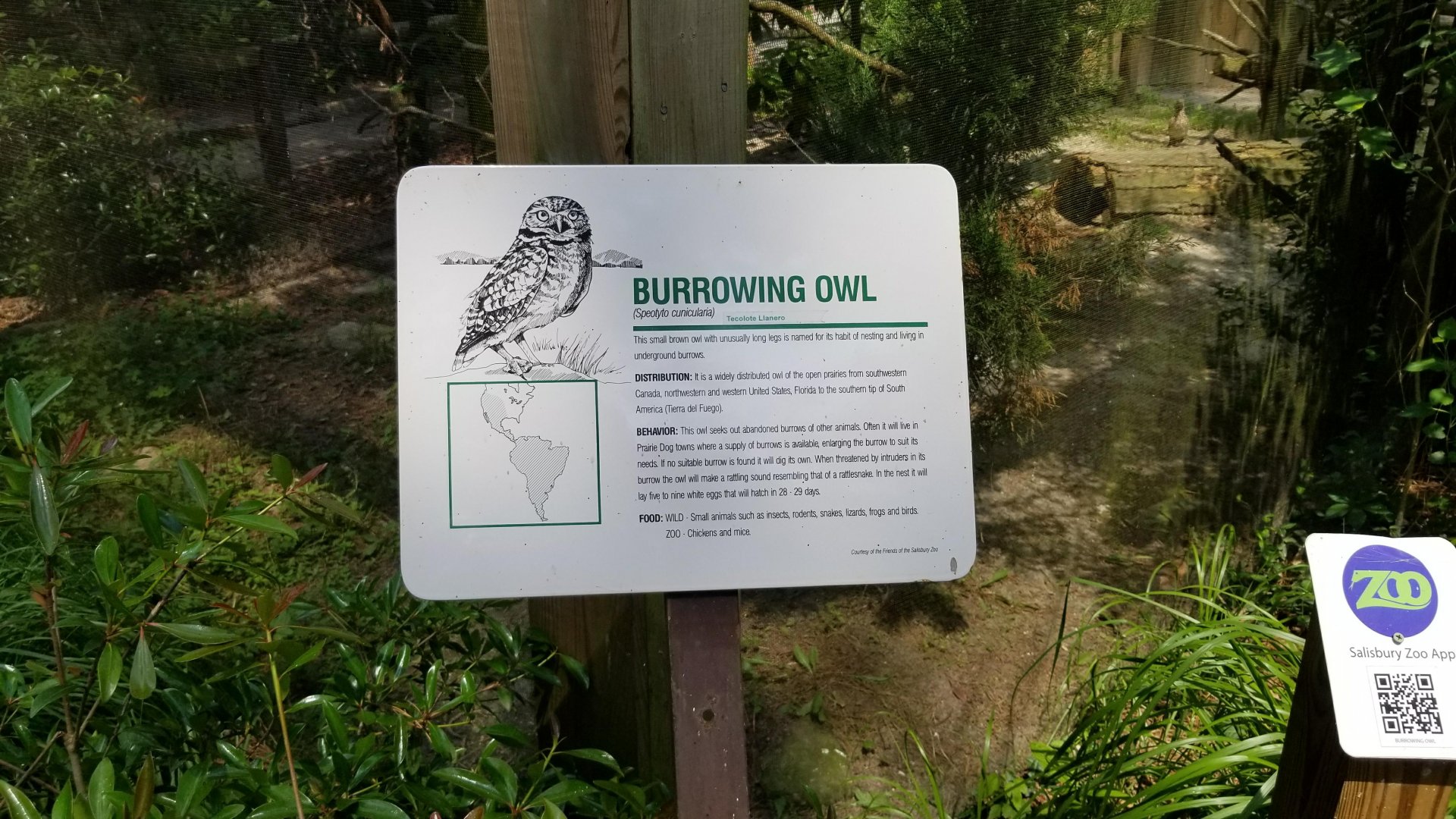 Burrowing owl sign