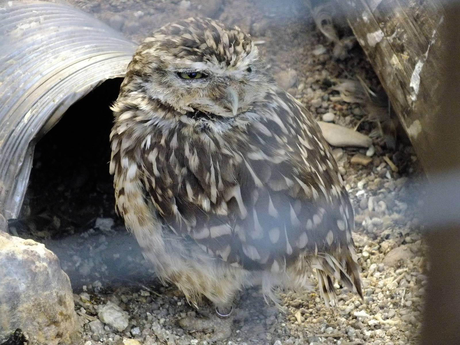Burrowing Owl- Small Breeds Farm Park and Owl Centre