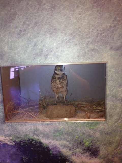 Burrowing owl taxidermy